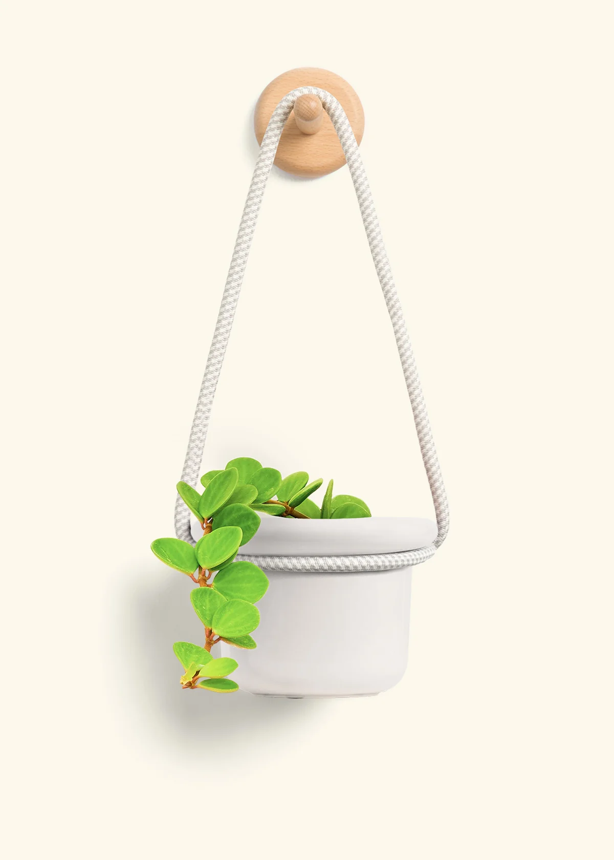 Peperomia 'Hope' - Image 10