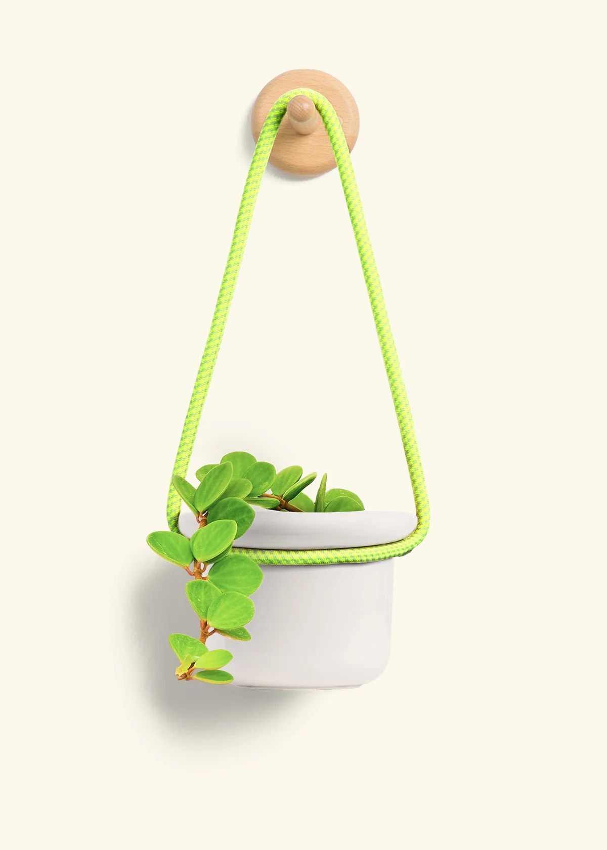 Peperomia 'Hope' - Image 11