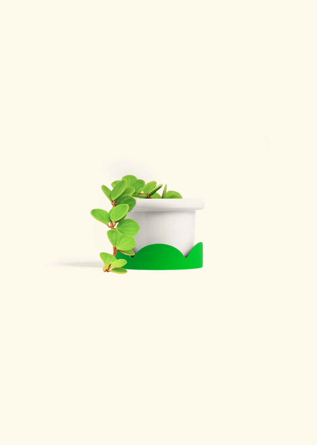 Peperomia 'Hope' - Image 13