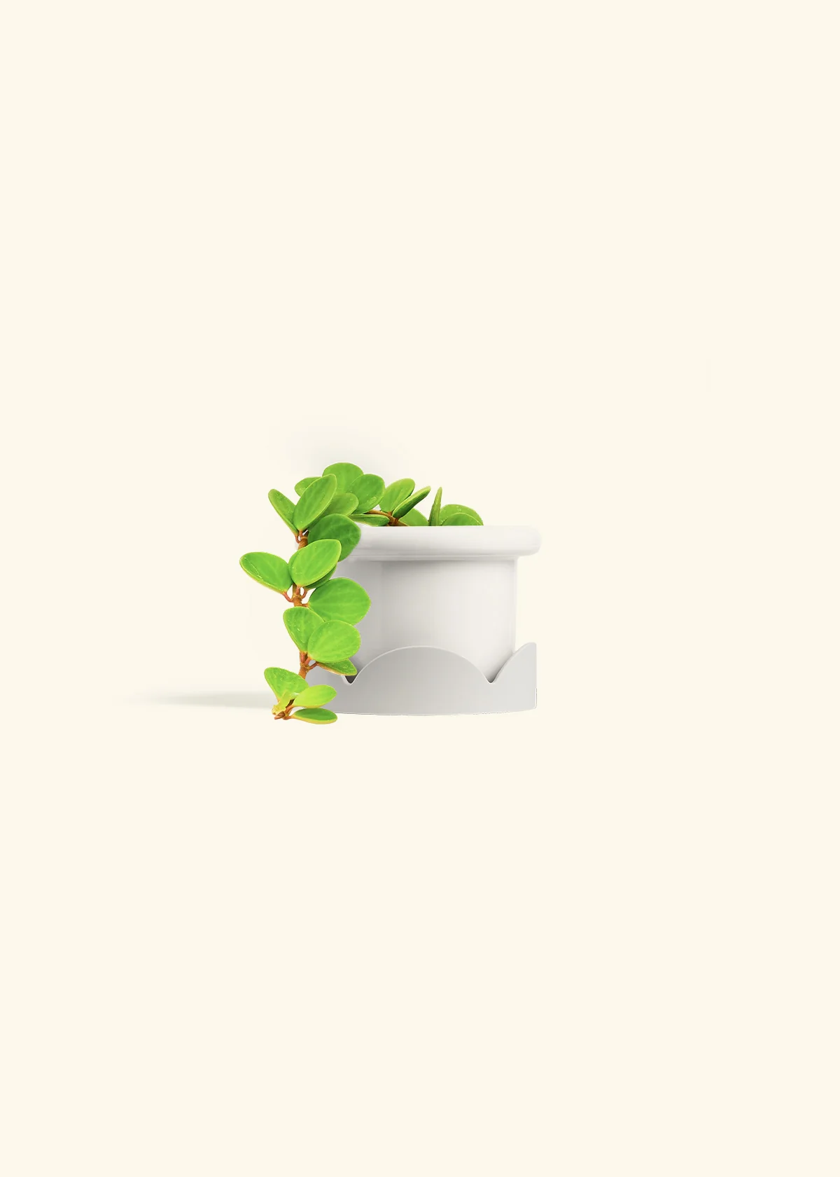 Peperomia 'Hope' - Image 14