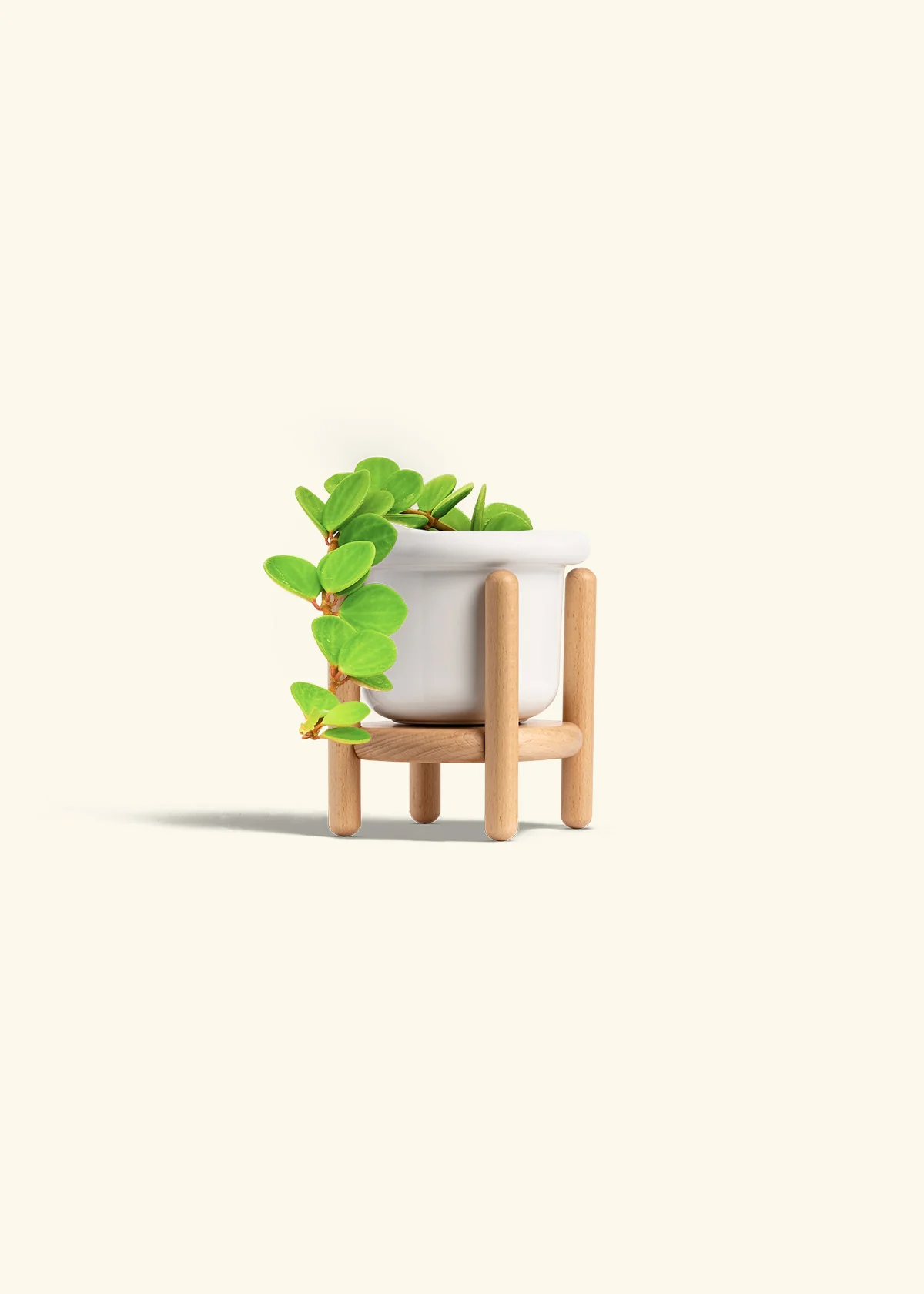 Peperomia 'Hope' - Image 15