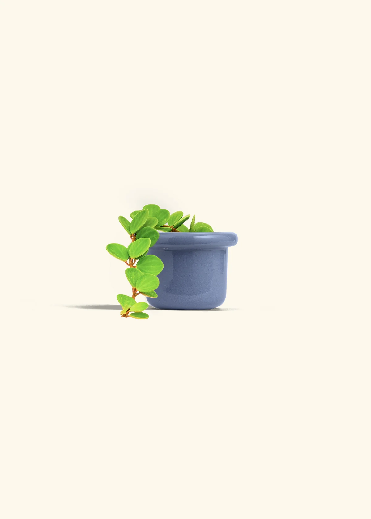 Peperomia 'Hope' - Image 16