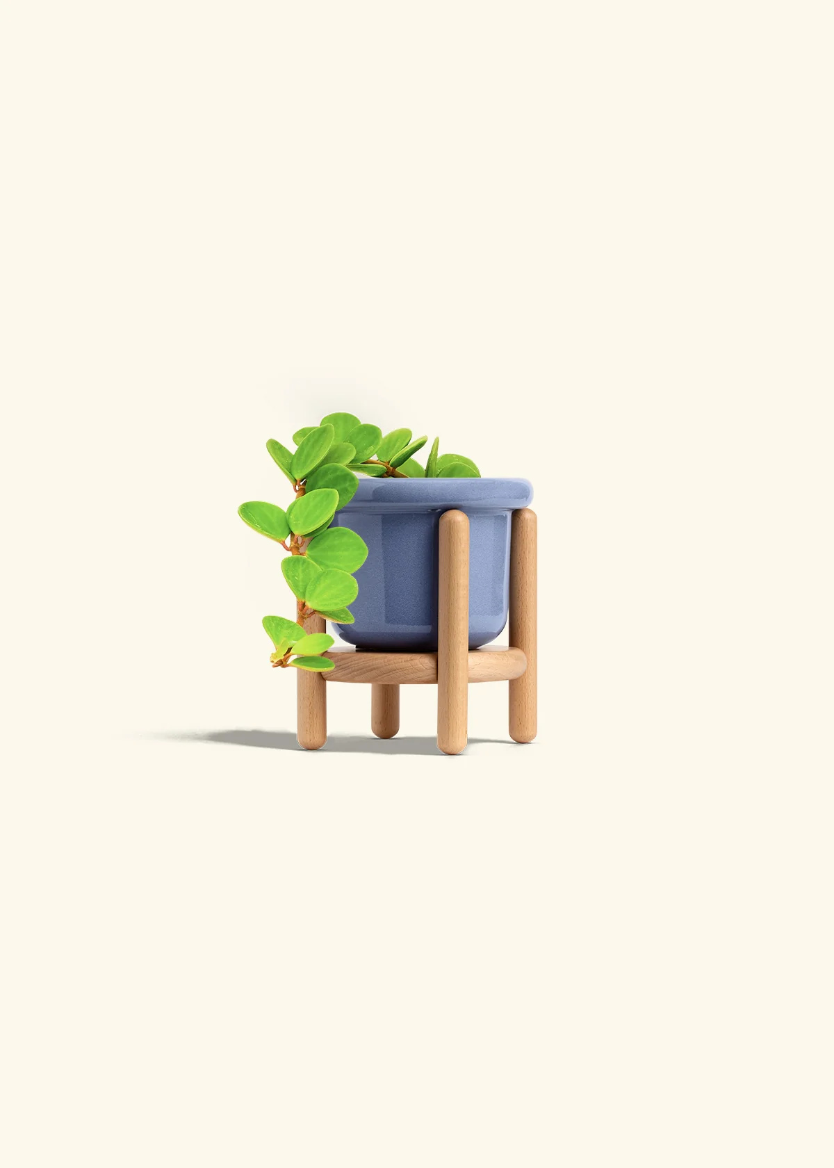 Peperomia 'Hope' - Image 17
