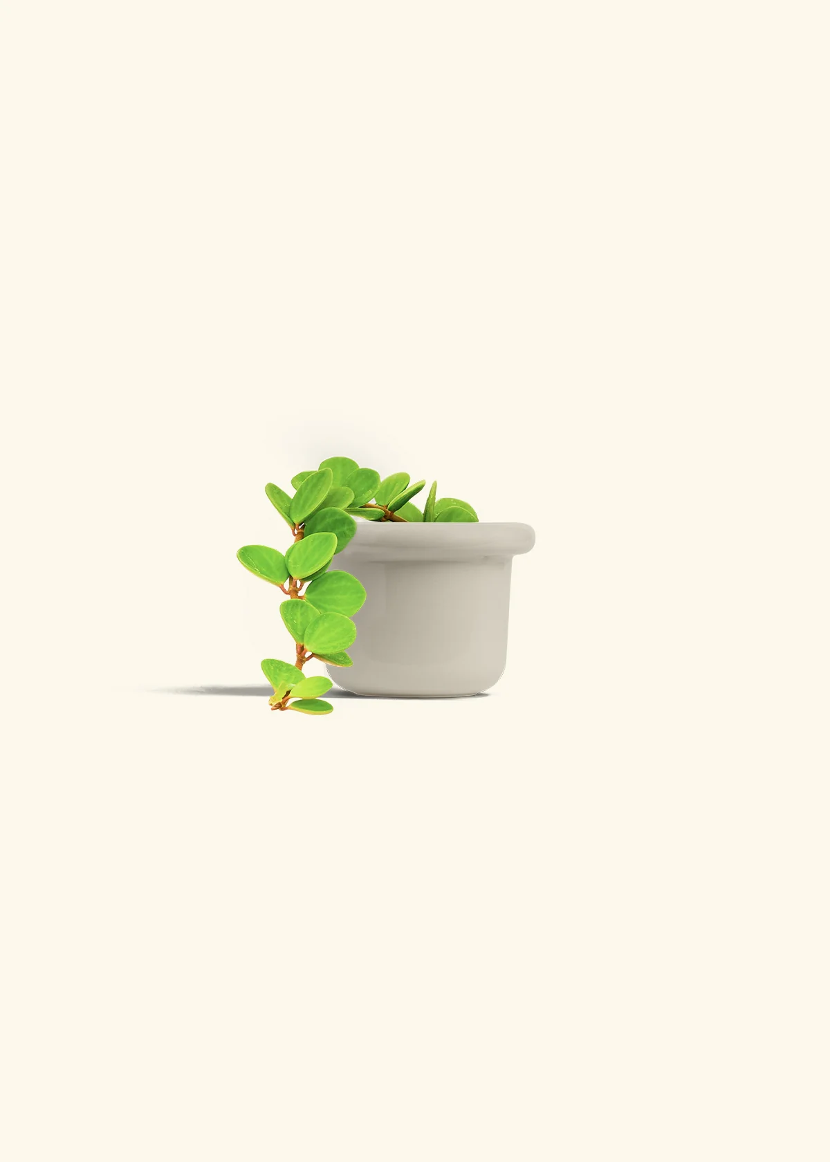Peperomia 'Hope' - Image 18