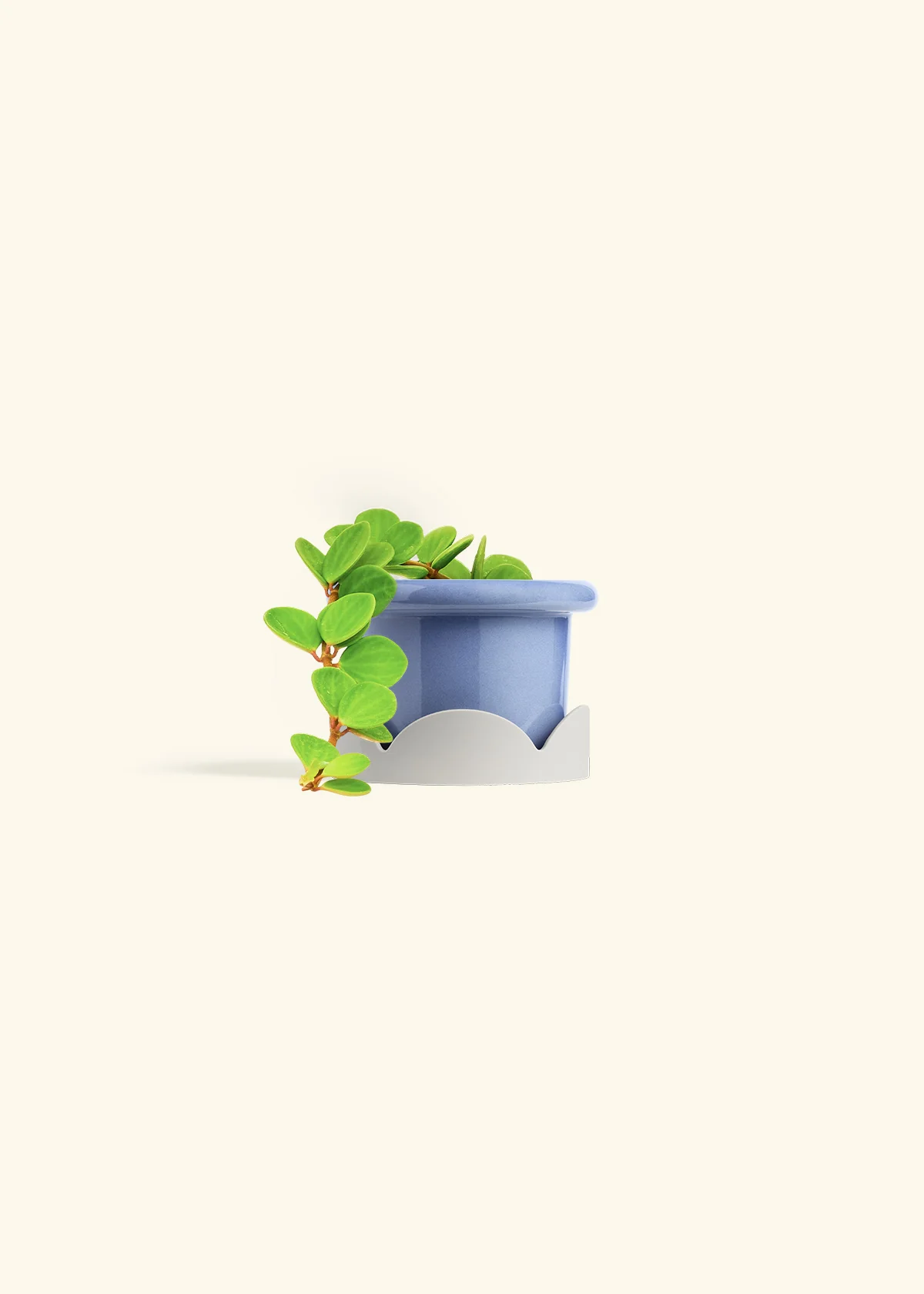 Peperomia 'Hope' - Image 20