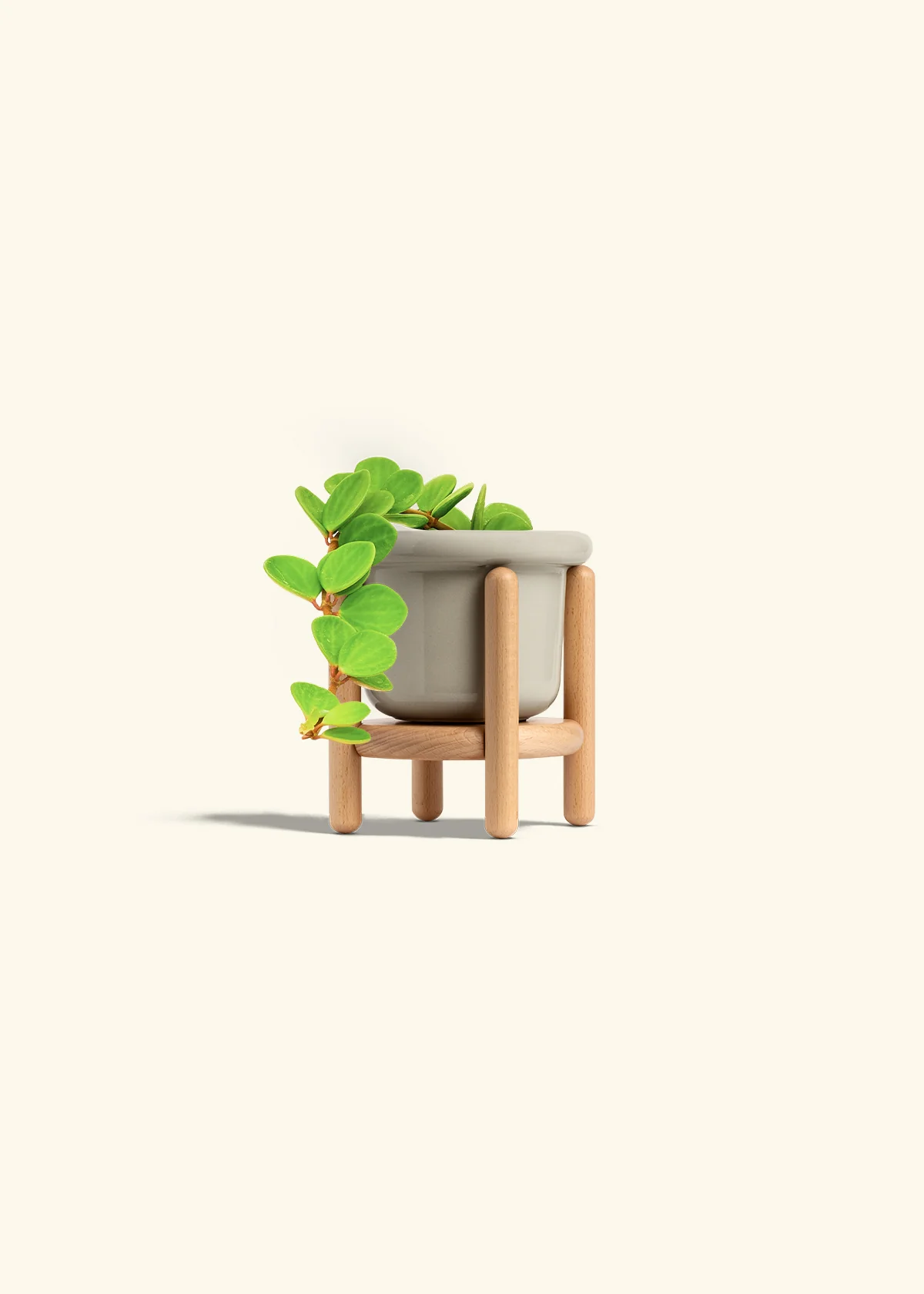 Peperomia 'Hope' - Image 21