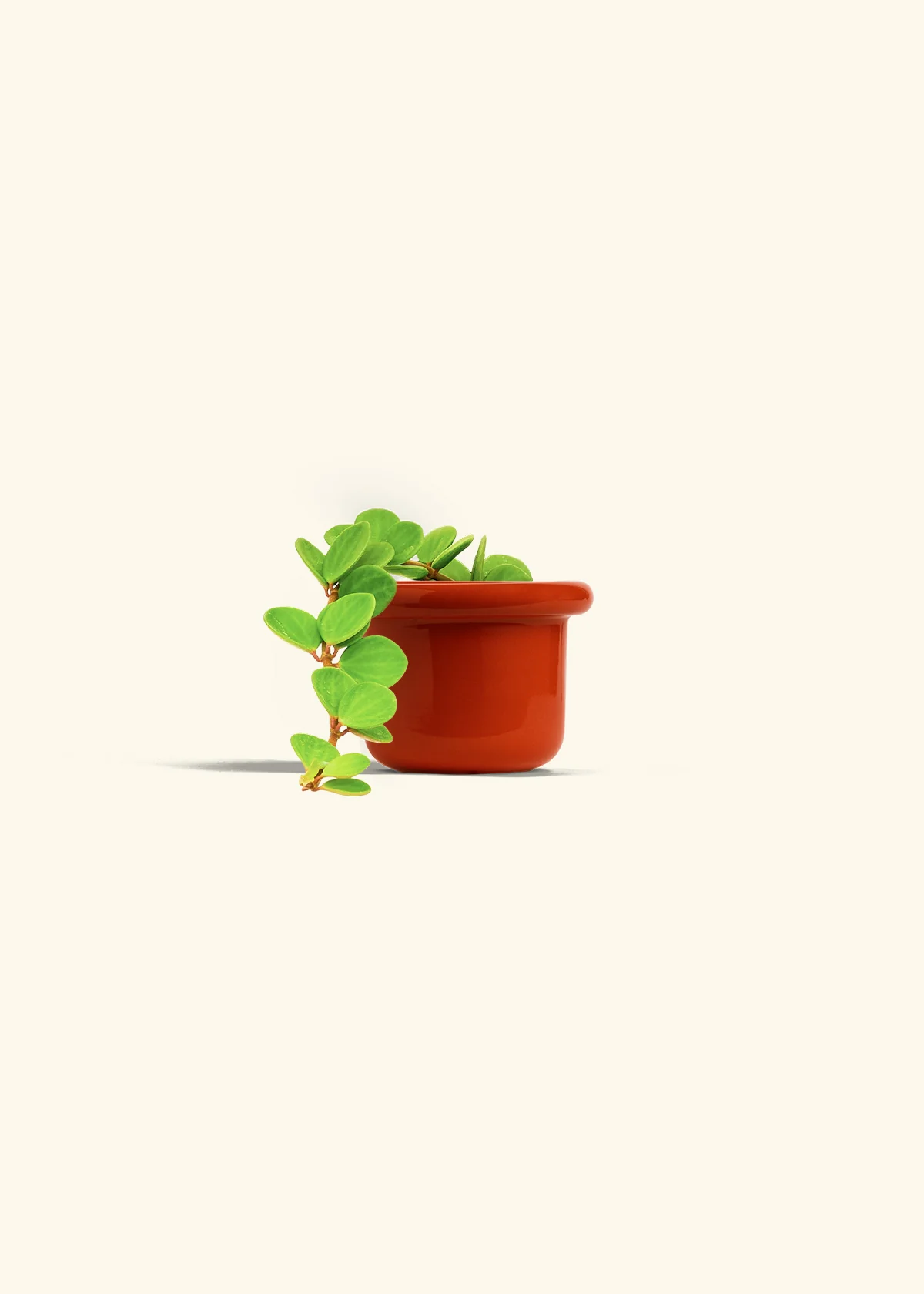 Peperomia 'Hope' - Image 22