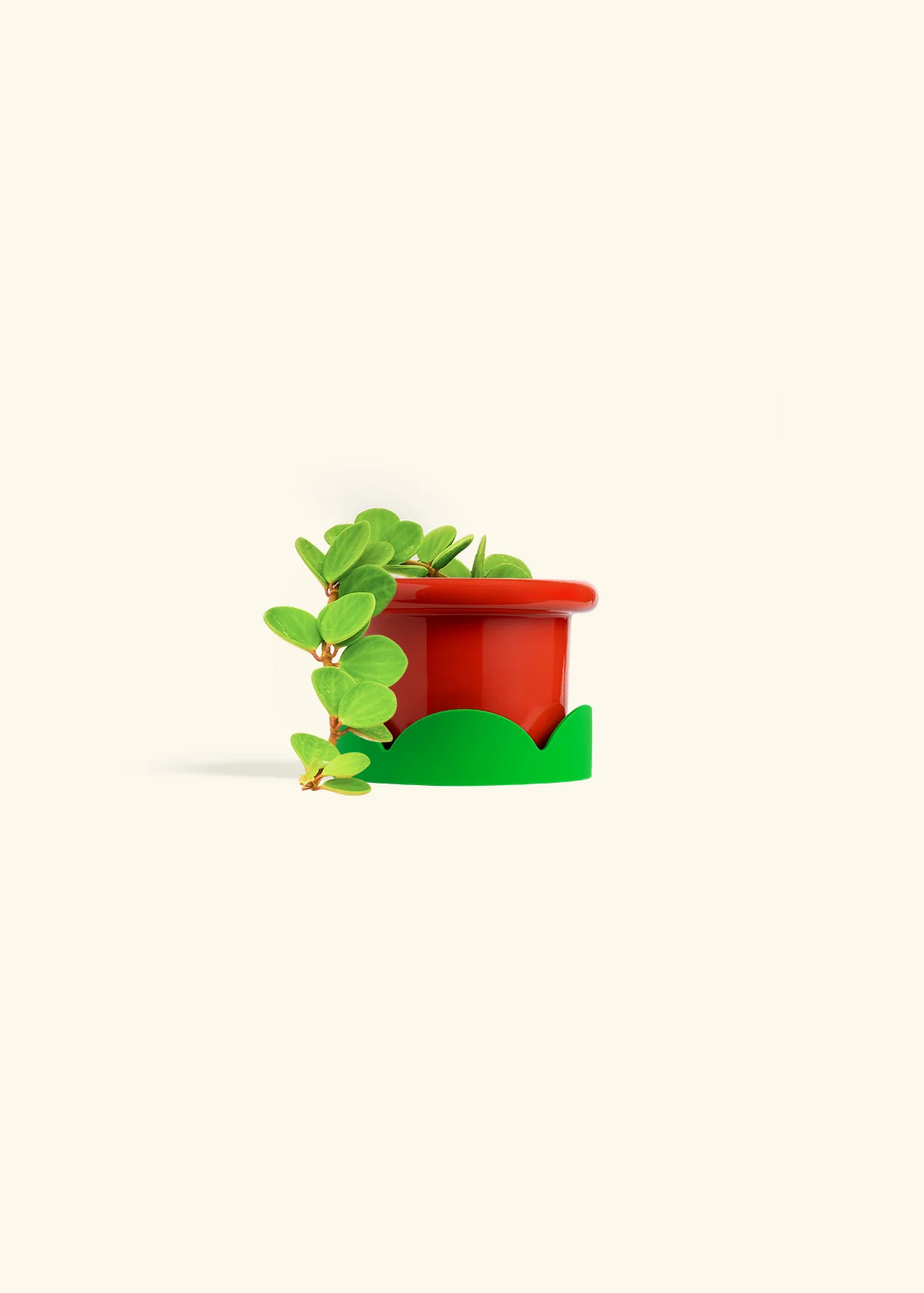 Peperomia 'Hope' - Image 23