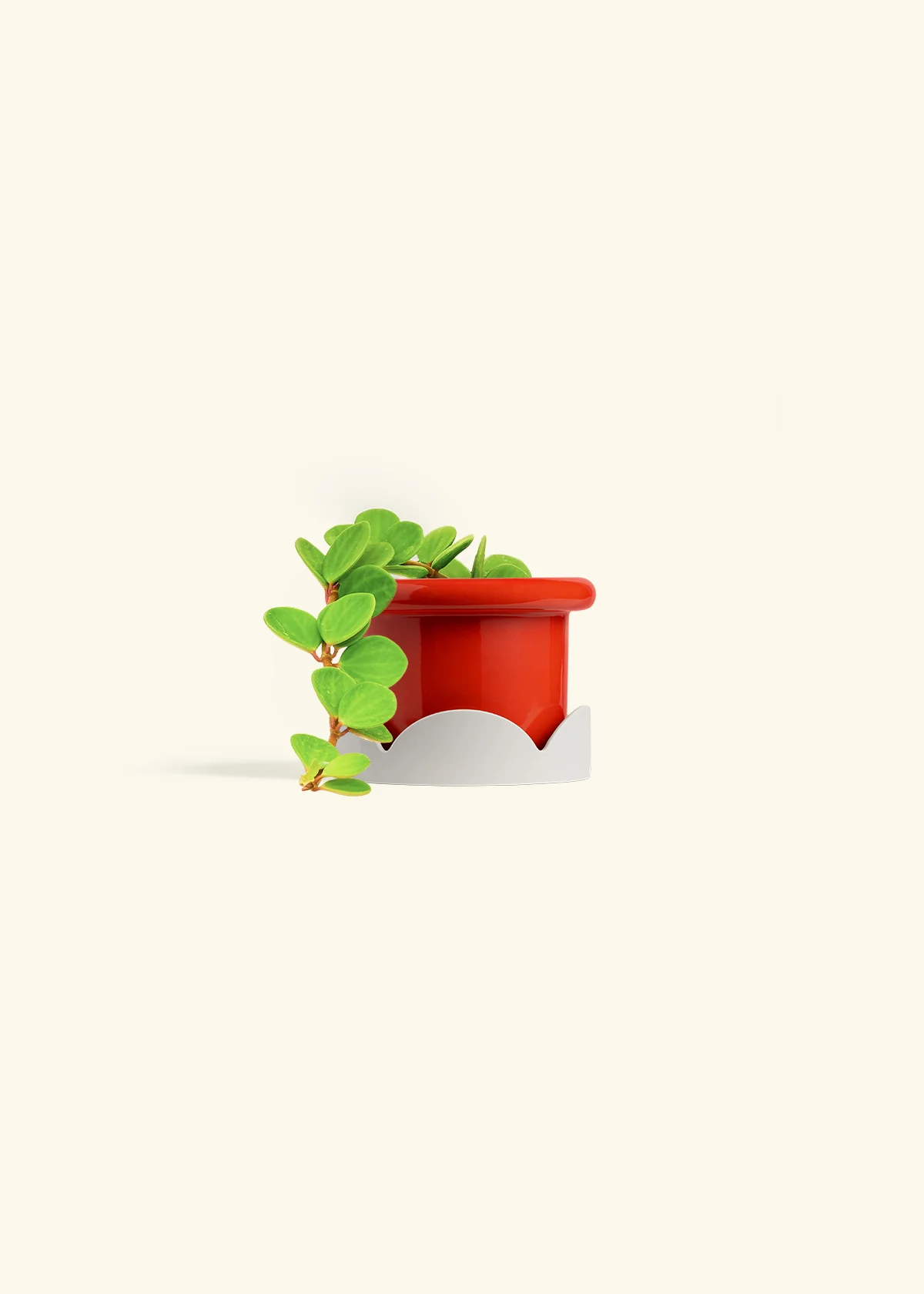 Peperomia 'Hope' - Image 24