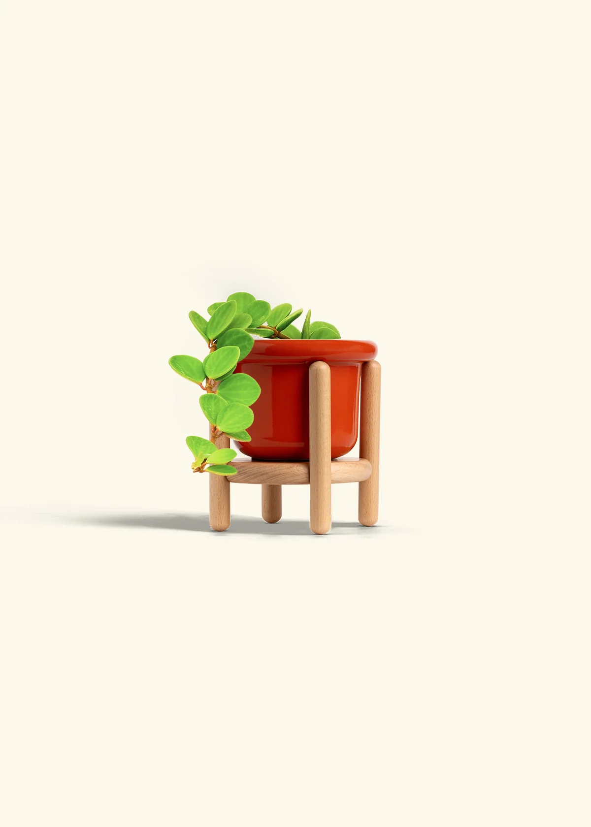 Peperomia 'Hope' - Image 25