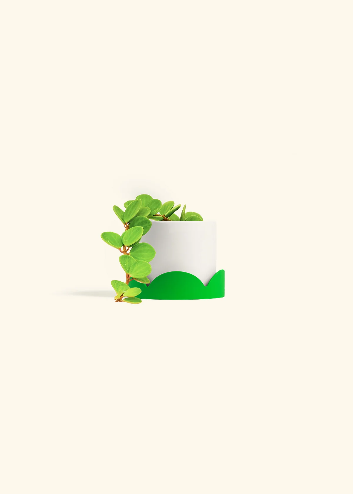 Peperomia 'Hope' - Image 28