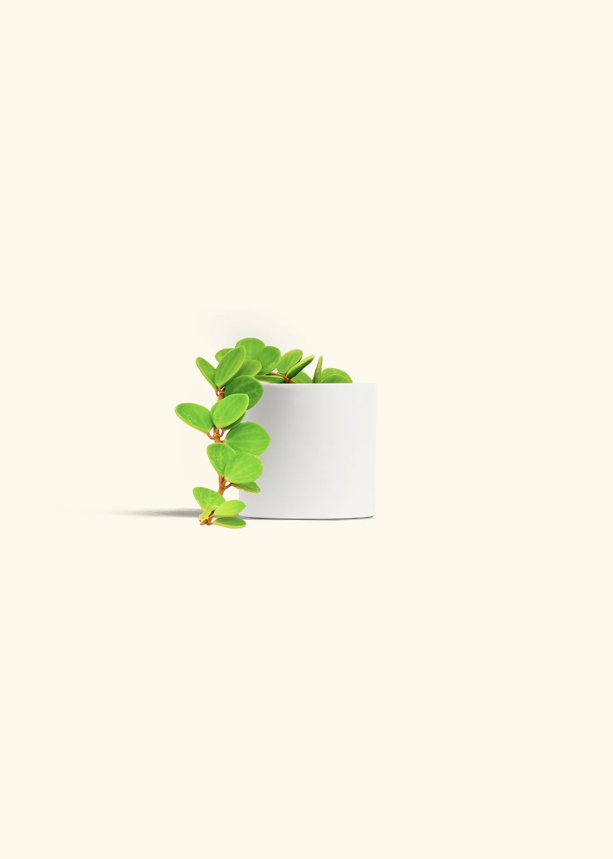 Peperomia 'Hope' - Image 29