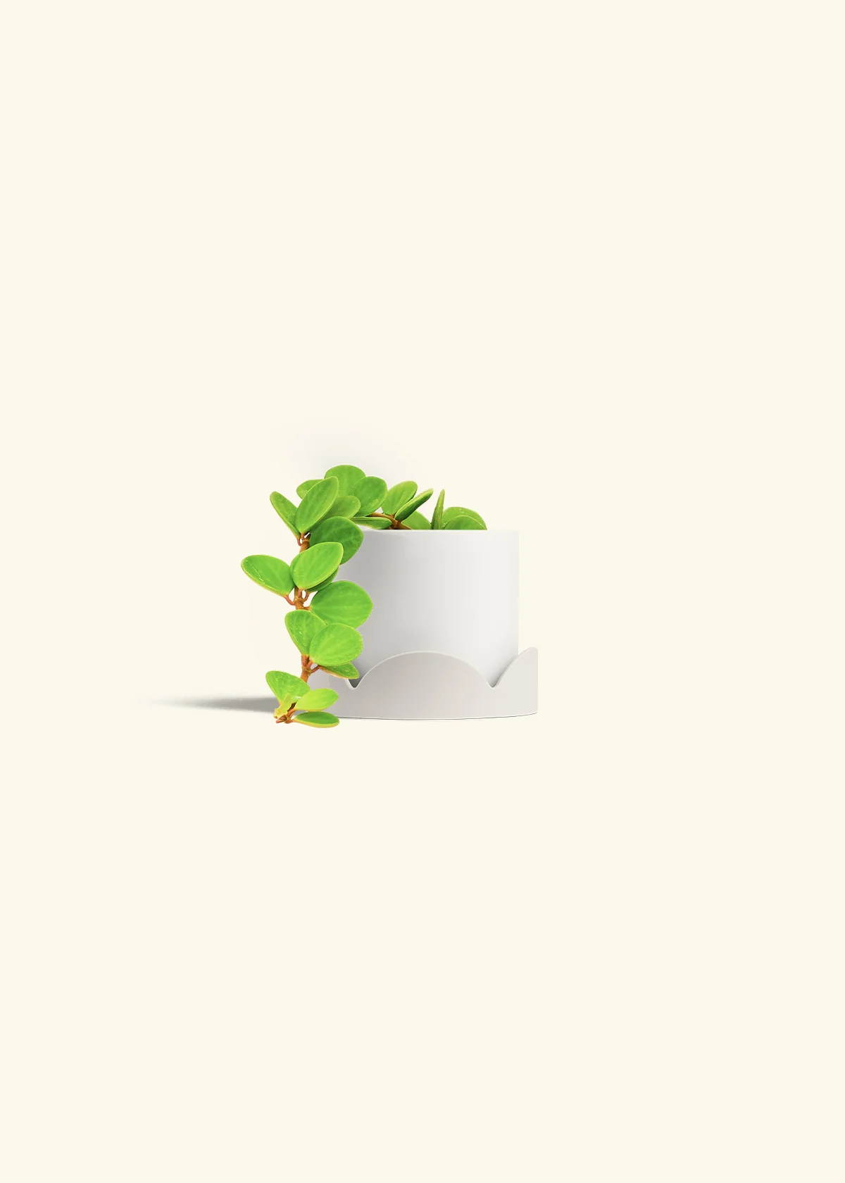 Peperomia 'Hope' - Image 30