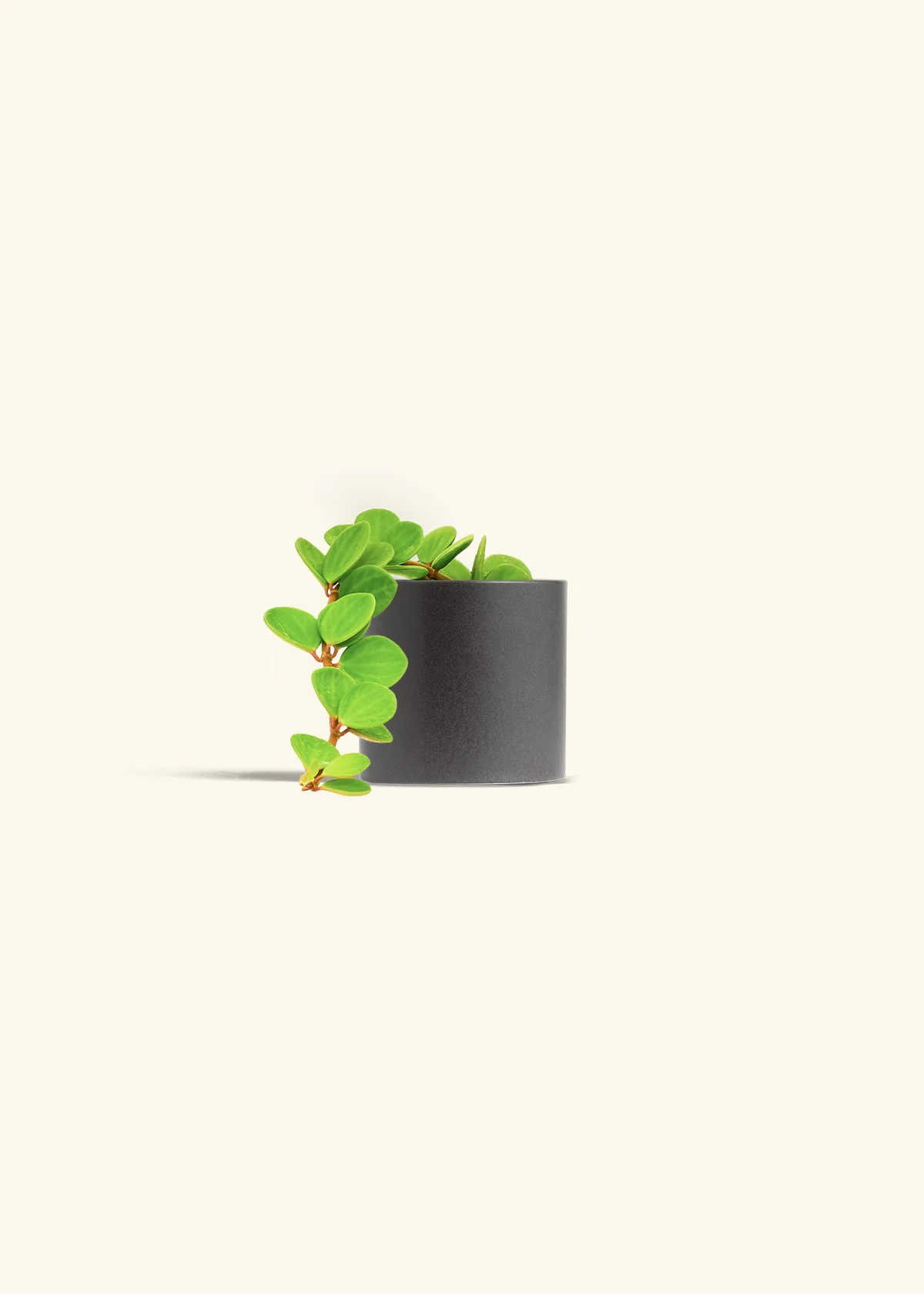 Peperomia 'Hope' - Image 31