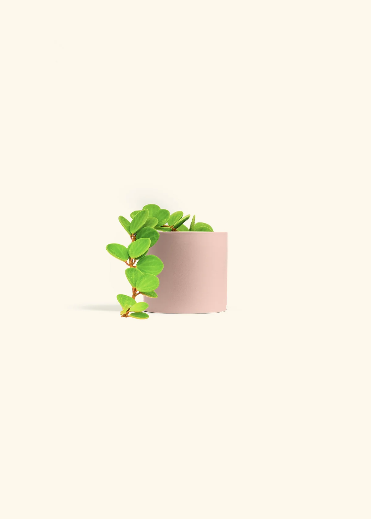 Peperomia 'Hope' - Image 32