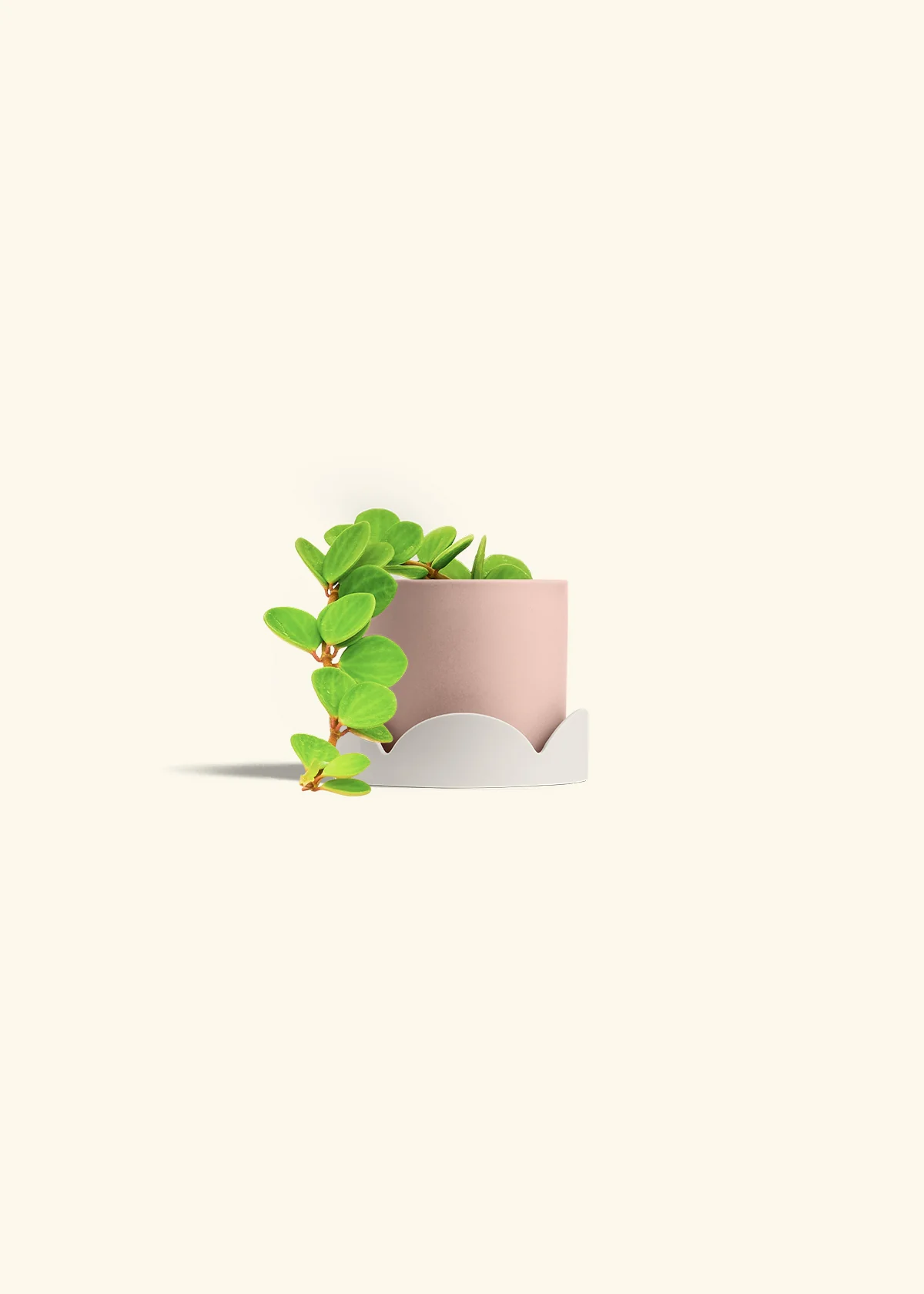 Peperomia 'Hope' - Image 34