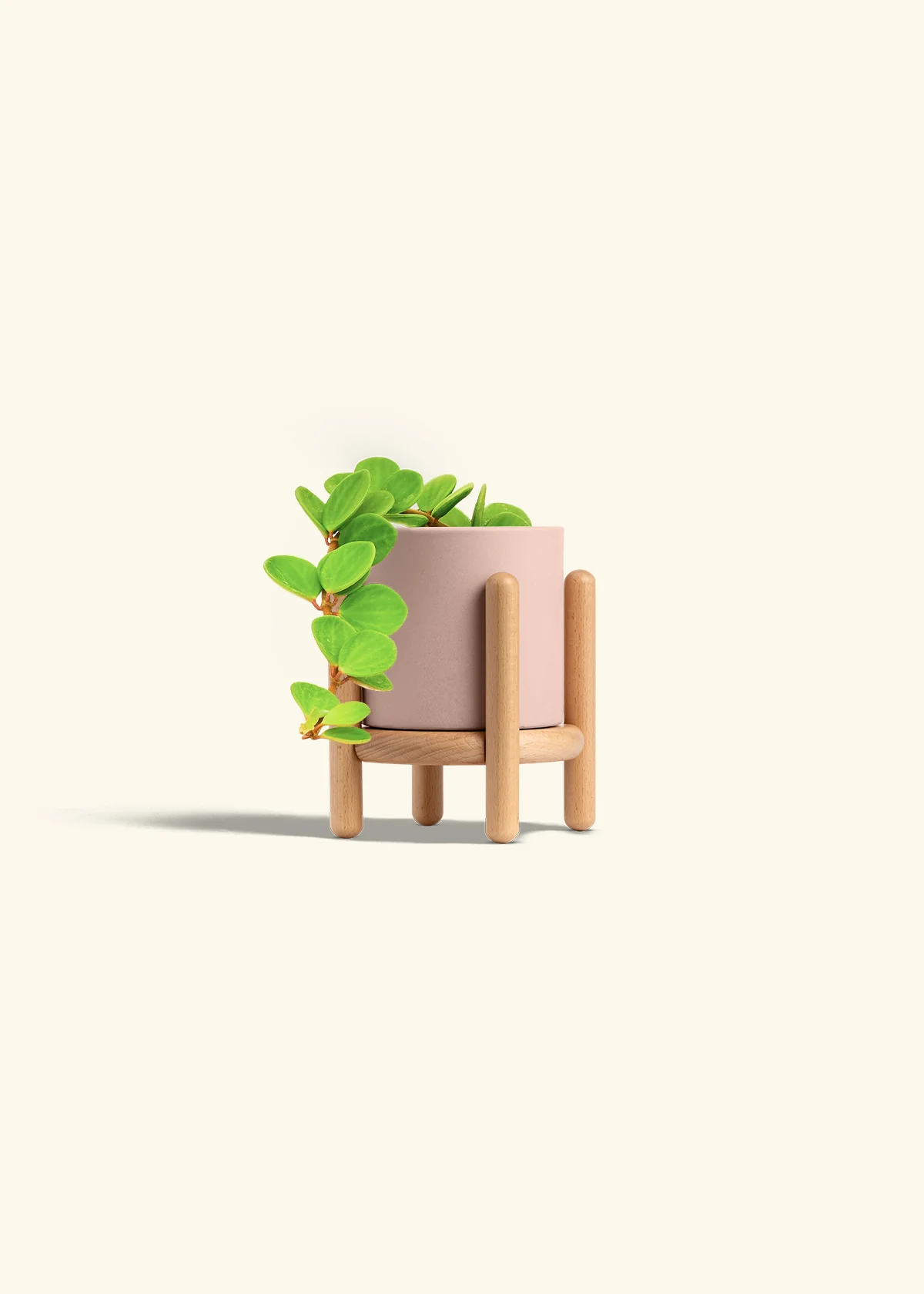 Peperomia 'Hope' - Image 35