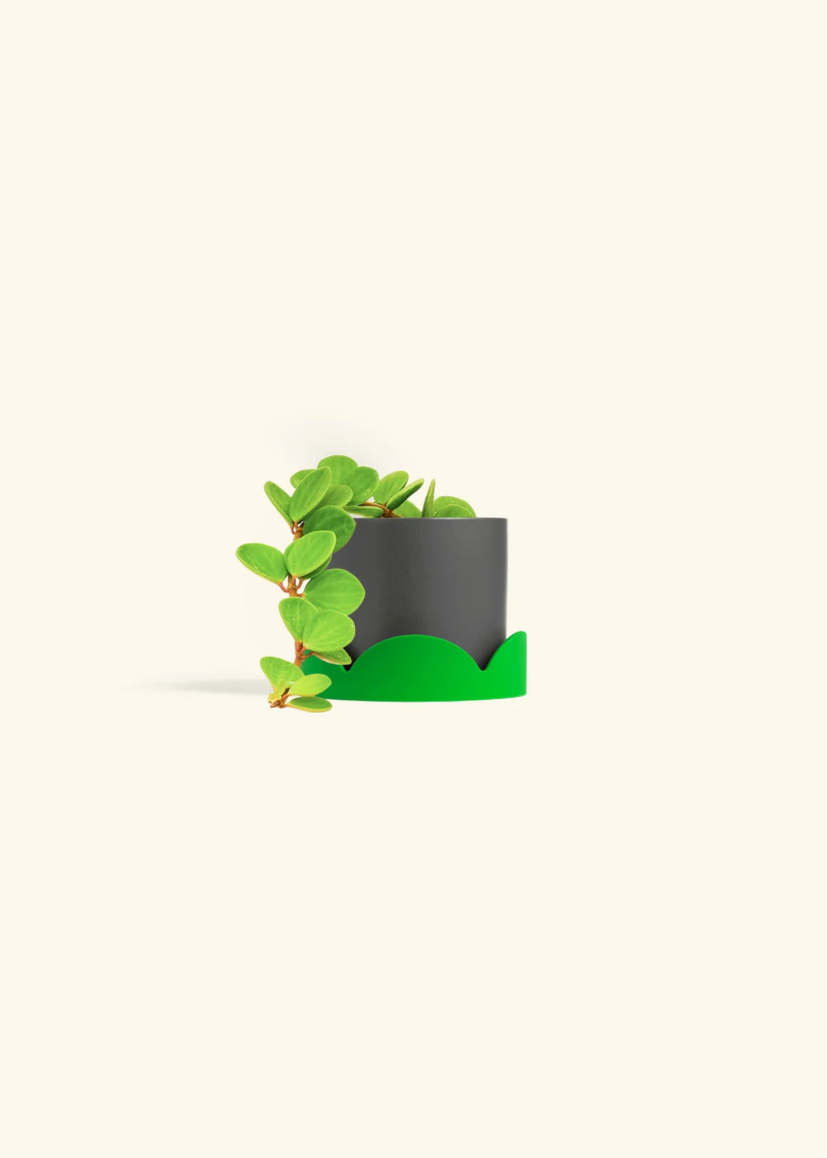 Peperomia 'Hope' - Image 36