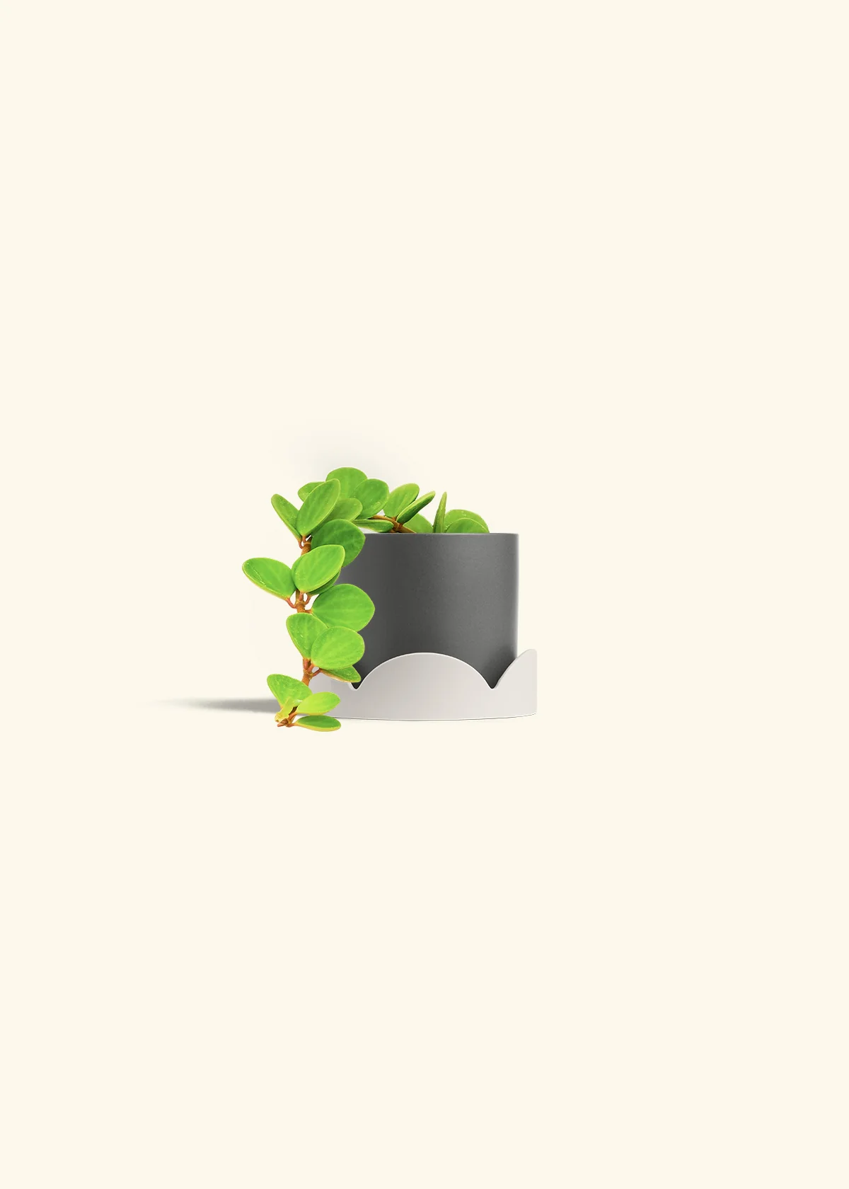 Peperomia 'Hope' - Image 37