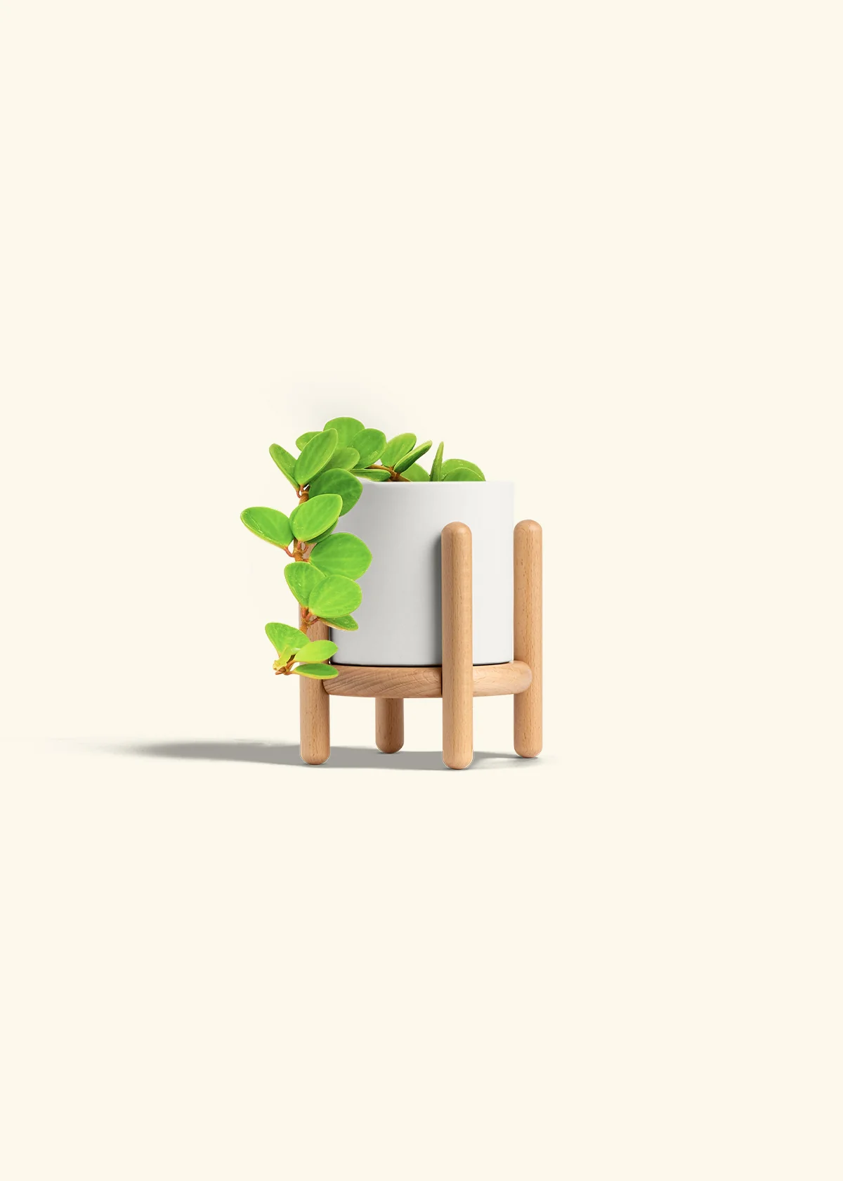Peperomia 'Hope' - Image 38