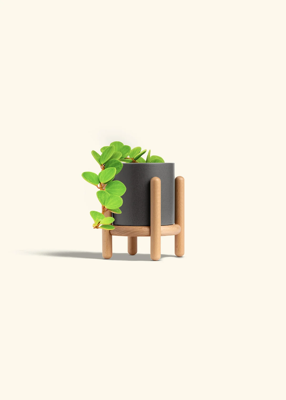 Peperomia 'Hope' - Image 39