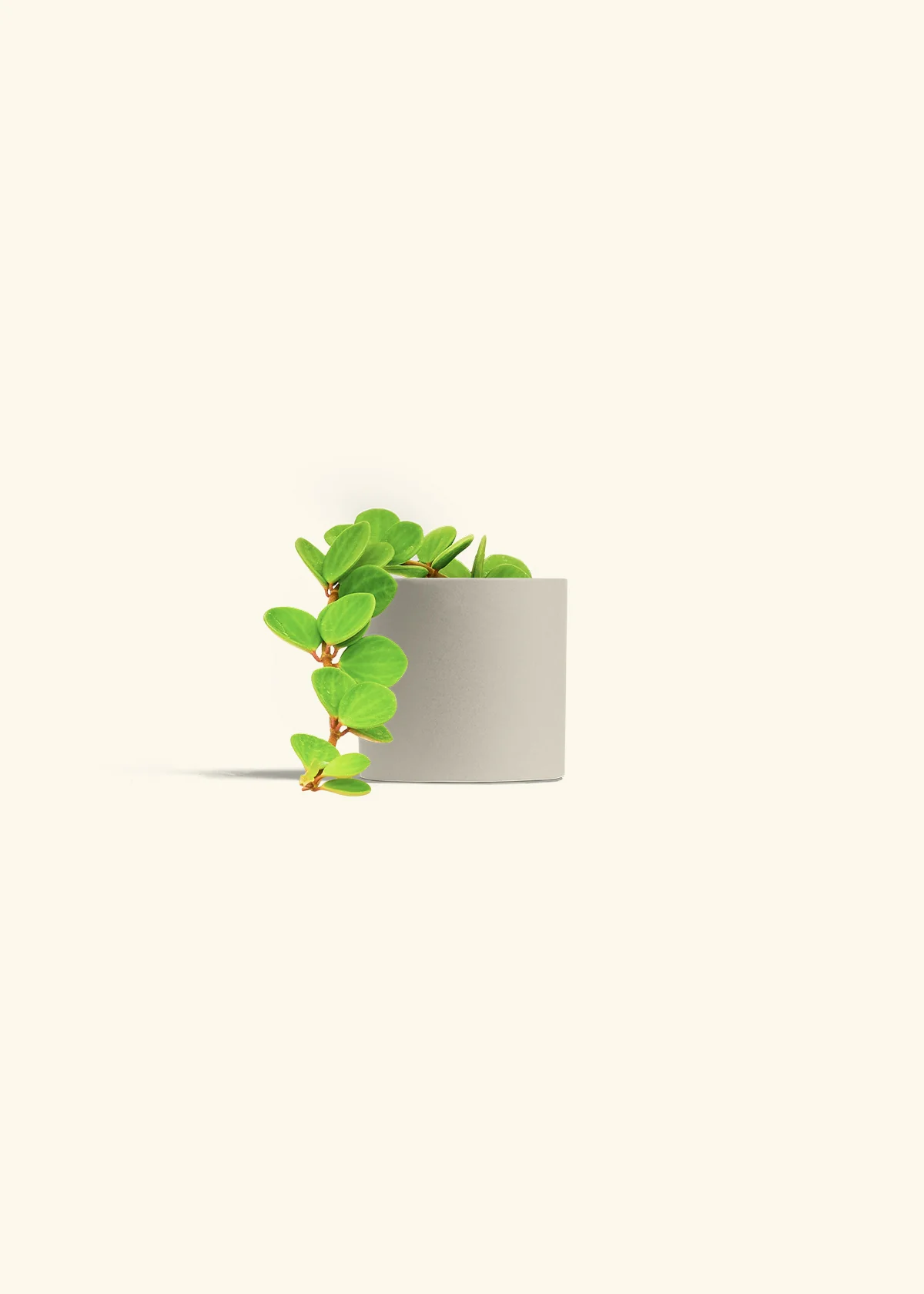 Peperomia 'Hope' - Image 40