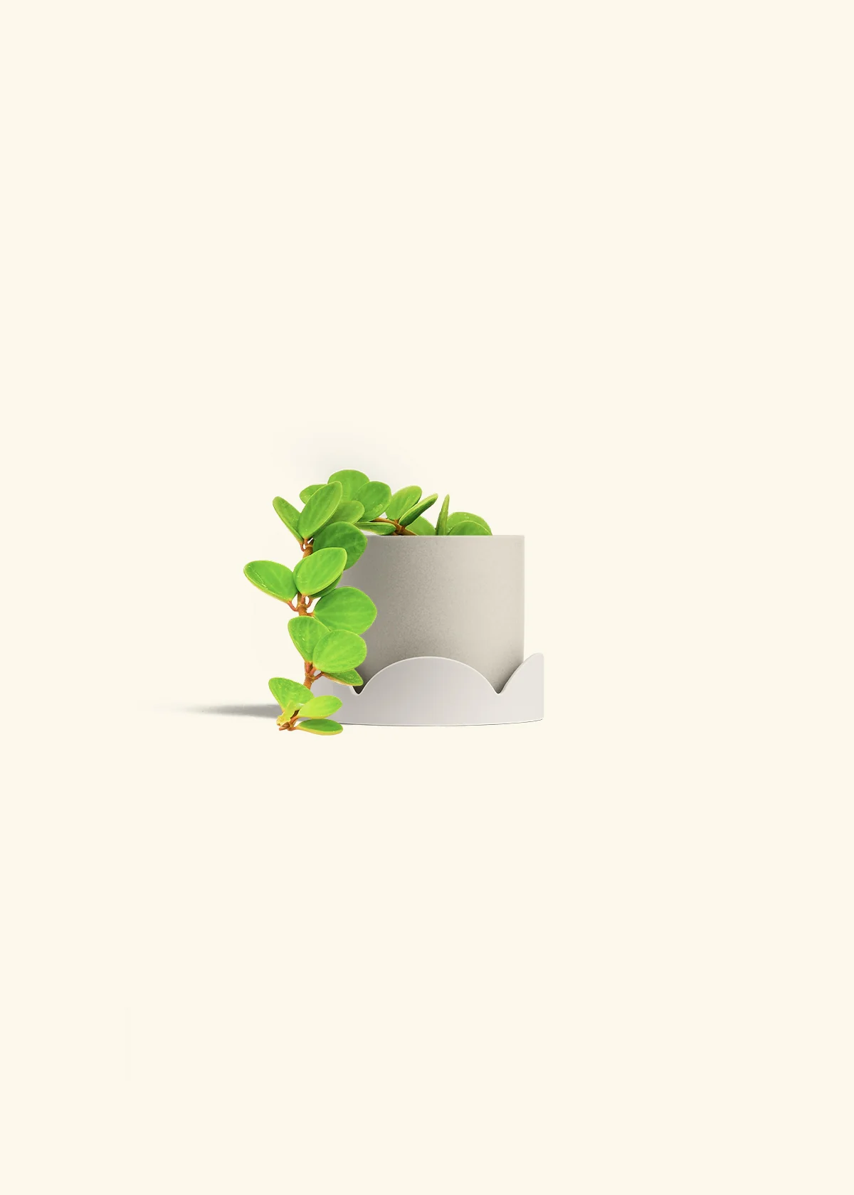 Peperomia 'Hope' - Image 42