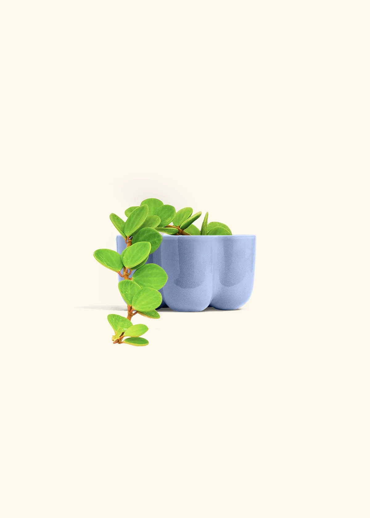 Peperomia 'Hope' - Image 44