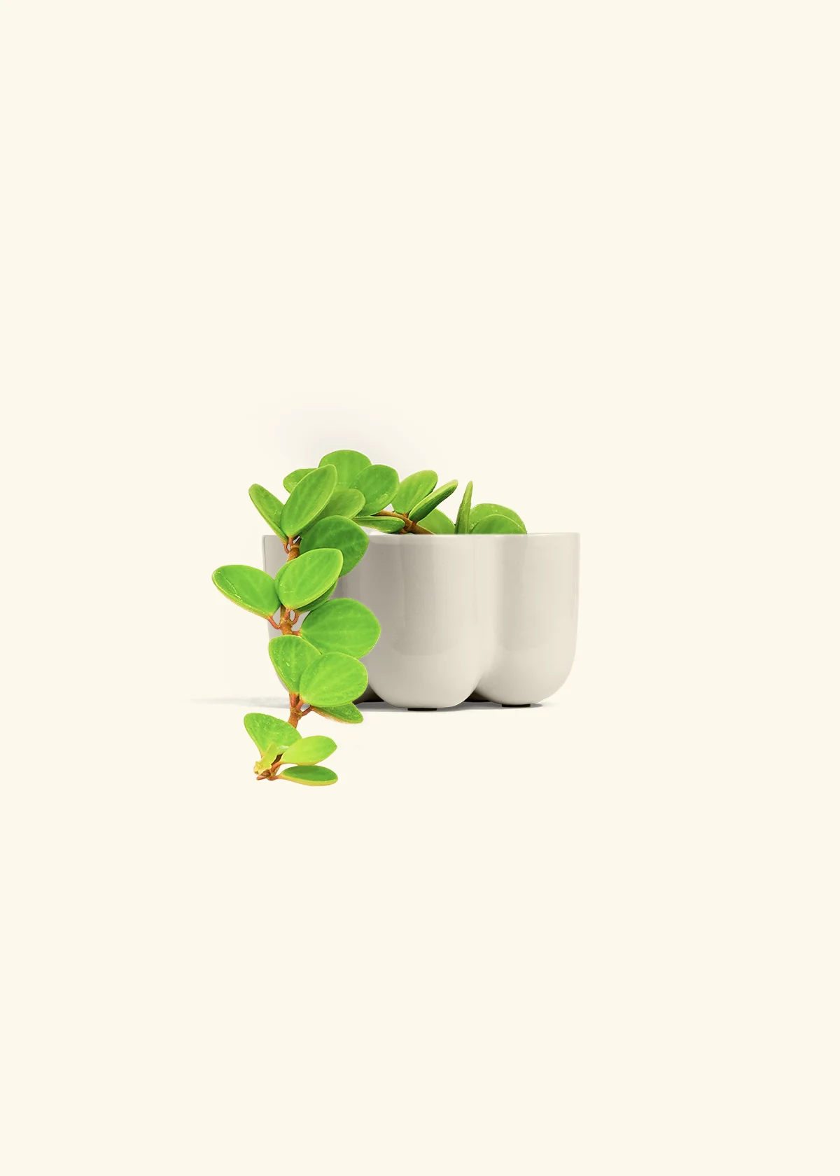 Peperomia 'Hope' - Image 45