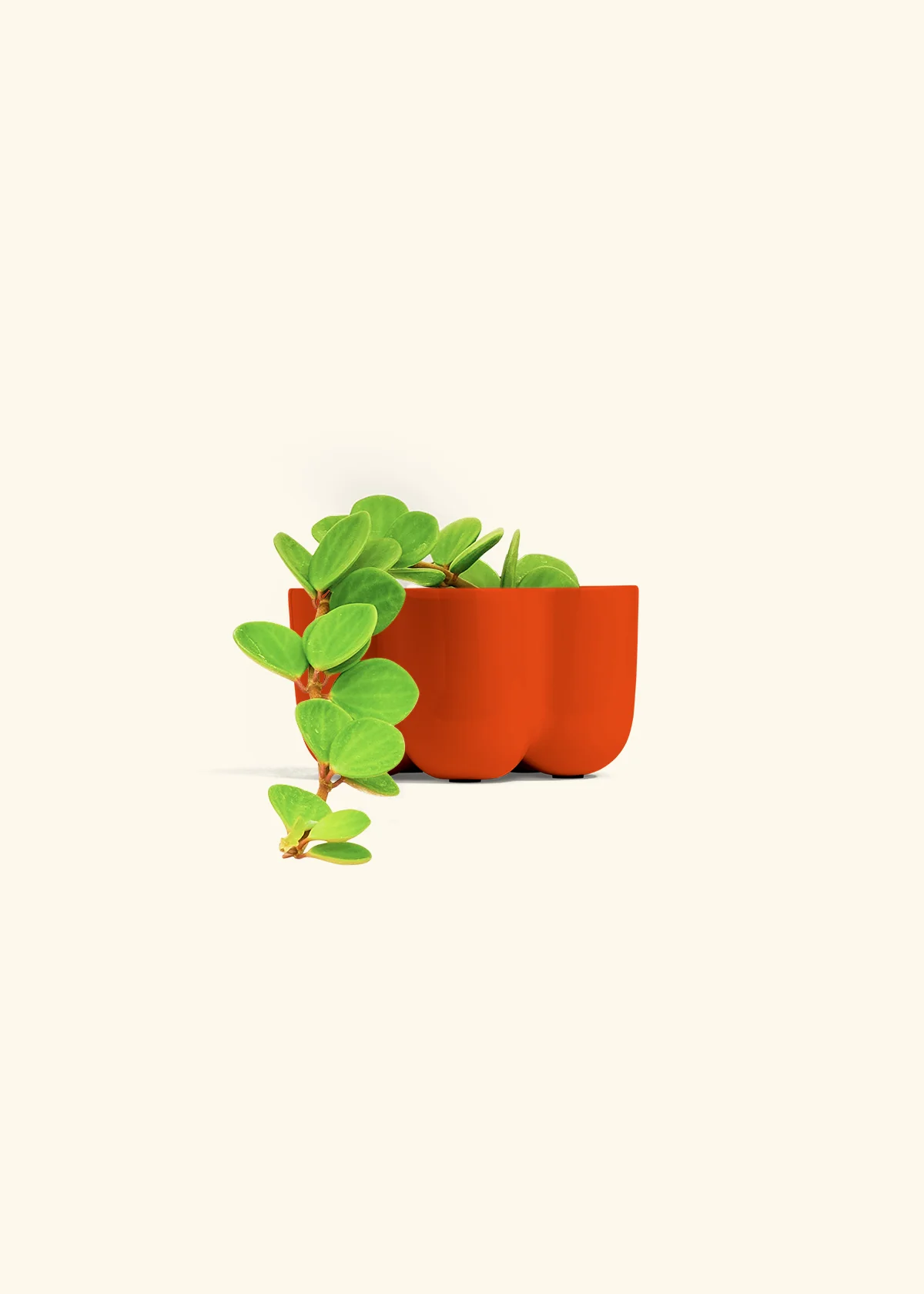 Peperomia 'Hope' - Image 46