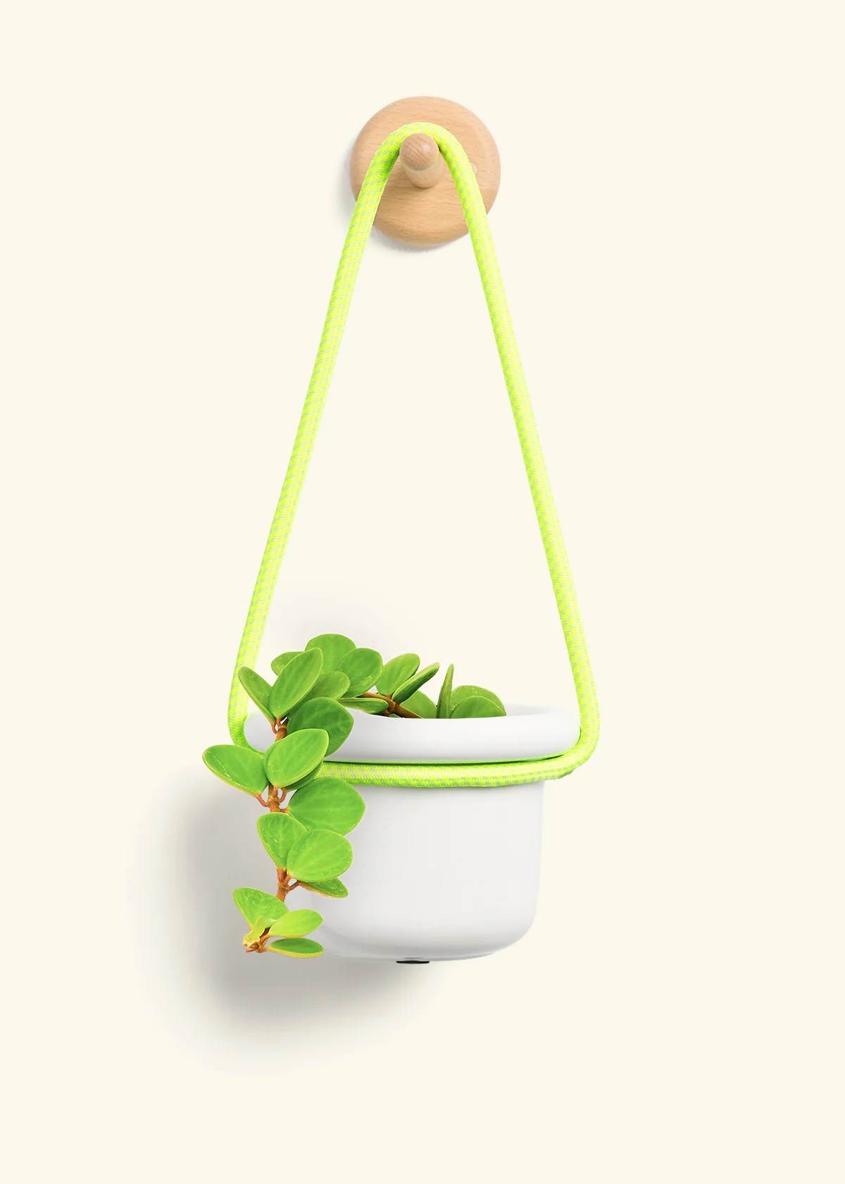 Peperomia 'Hope' - Image 5