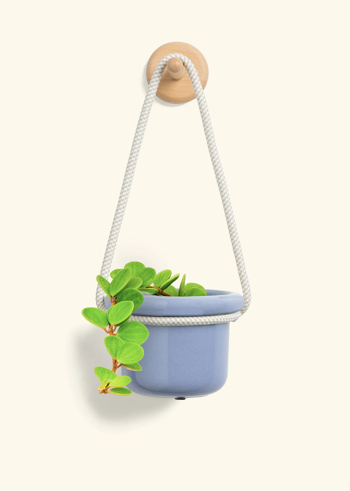 Peperomia 'Hope' - Image 6