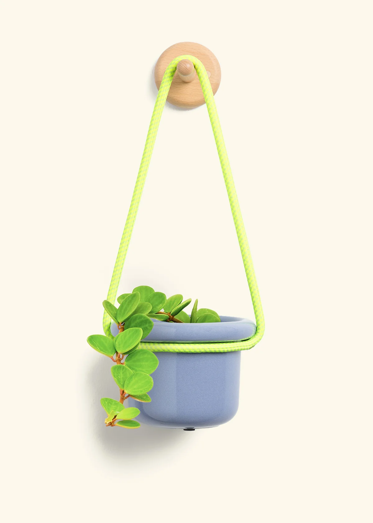 Peperomia 'Hope' - Image 7