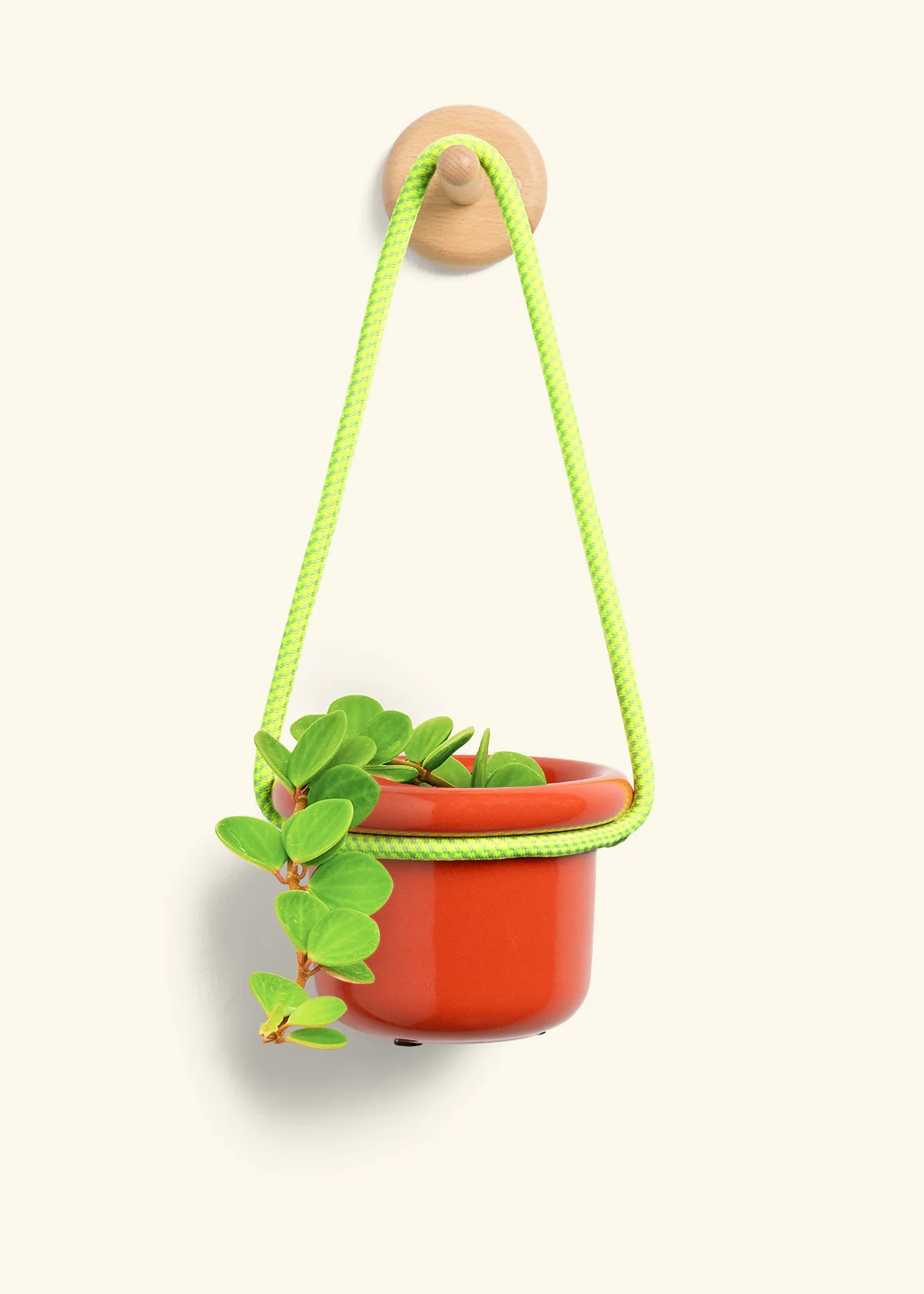 Peperomia 'Hope' - Image 9