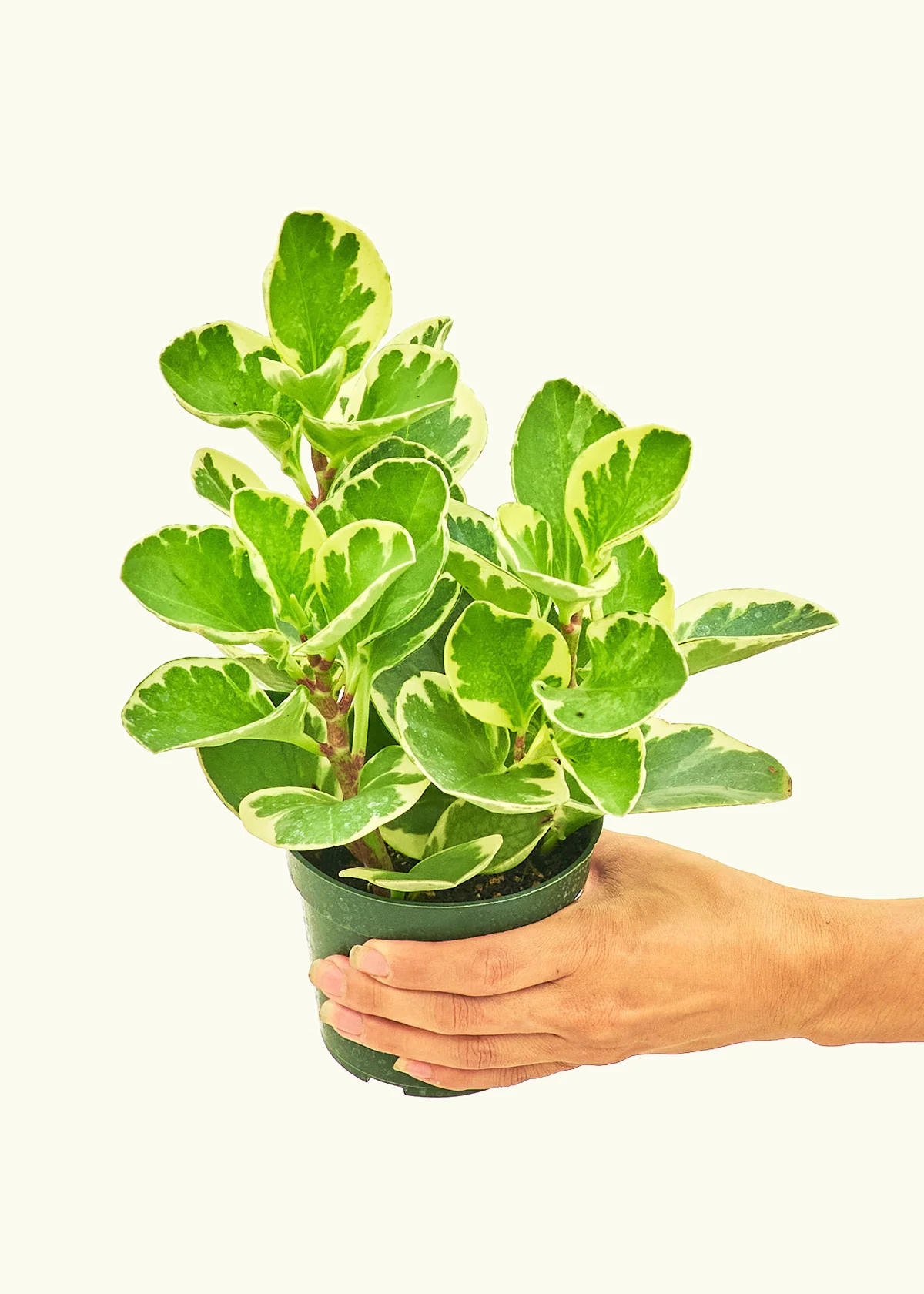 Variegated Baby Rubber Plant - Image 3