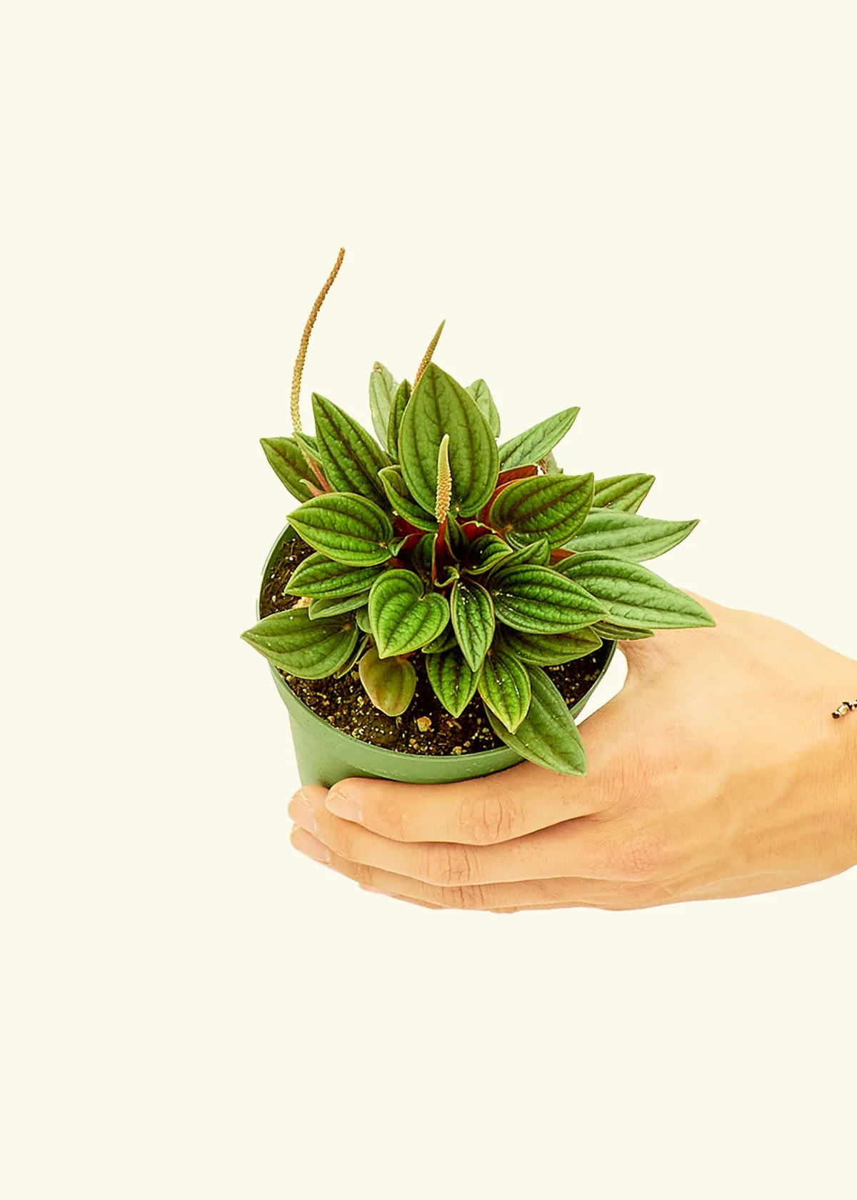 Peperomia 'Rosso' - Image 3