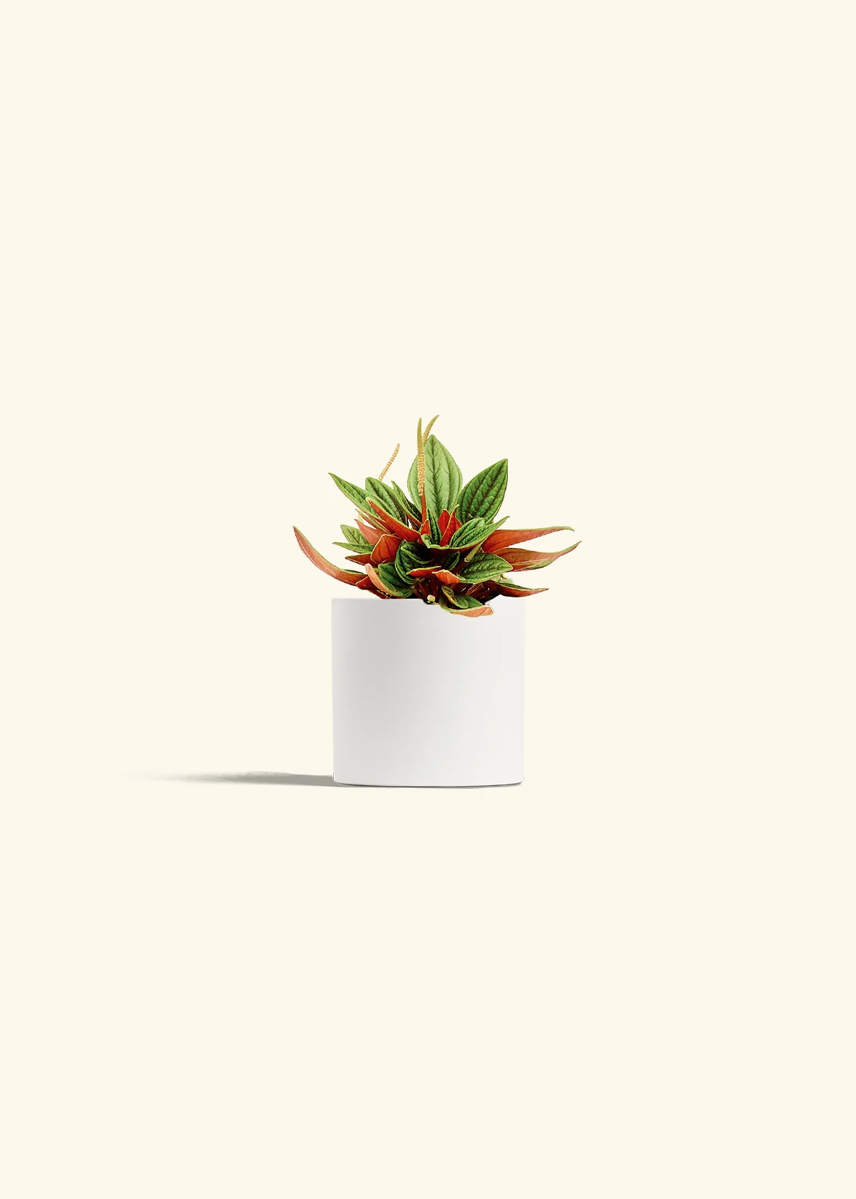 Peperomia 'Rosso' - Image 4