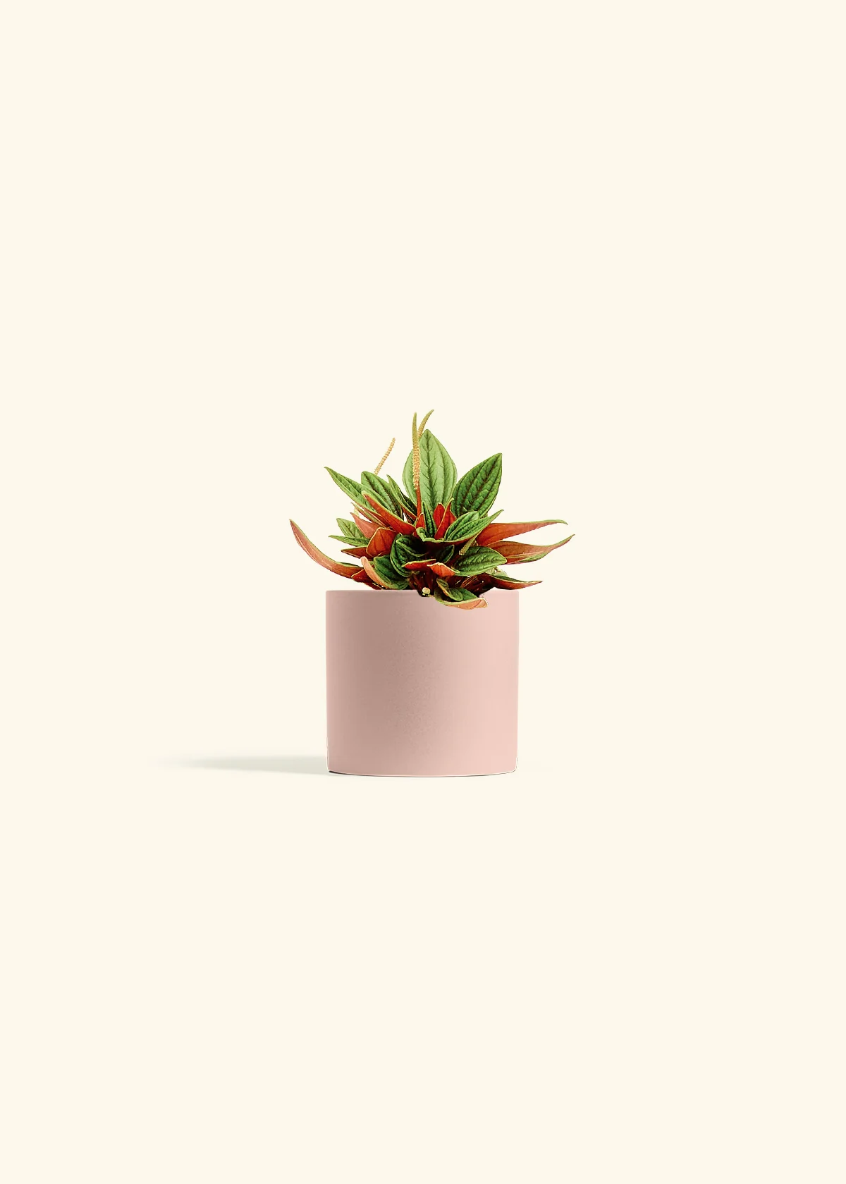 Peperomia 'Rosso' - Image 5