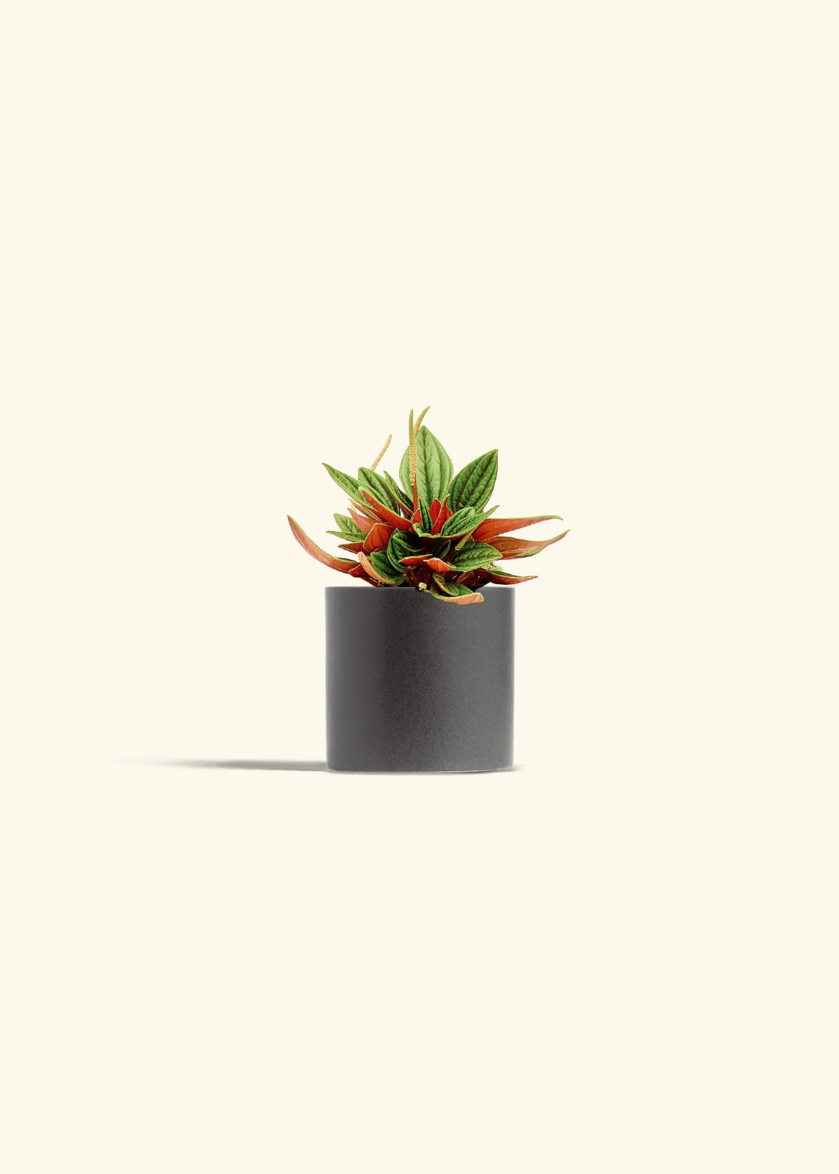 Peperomia 'Rosso' - Image 6