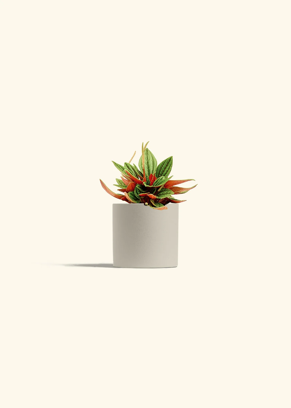 Peperomia 'Rosso' - Image 7