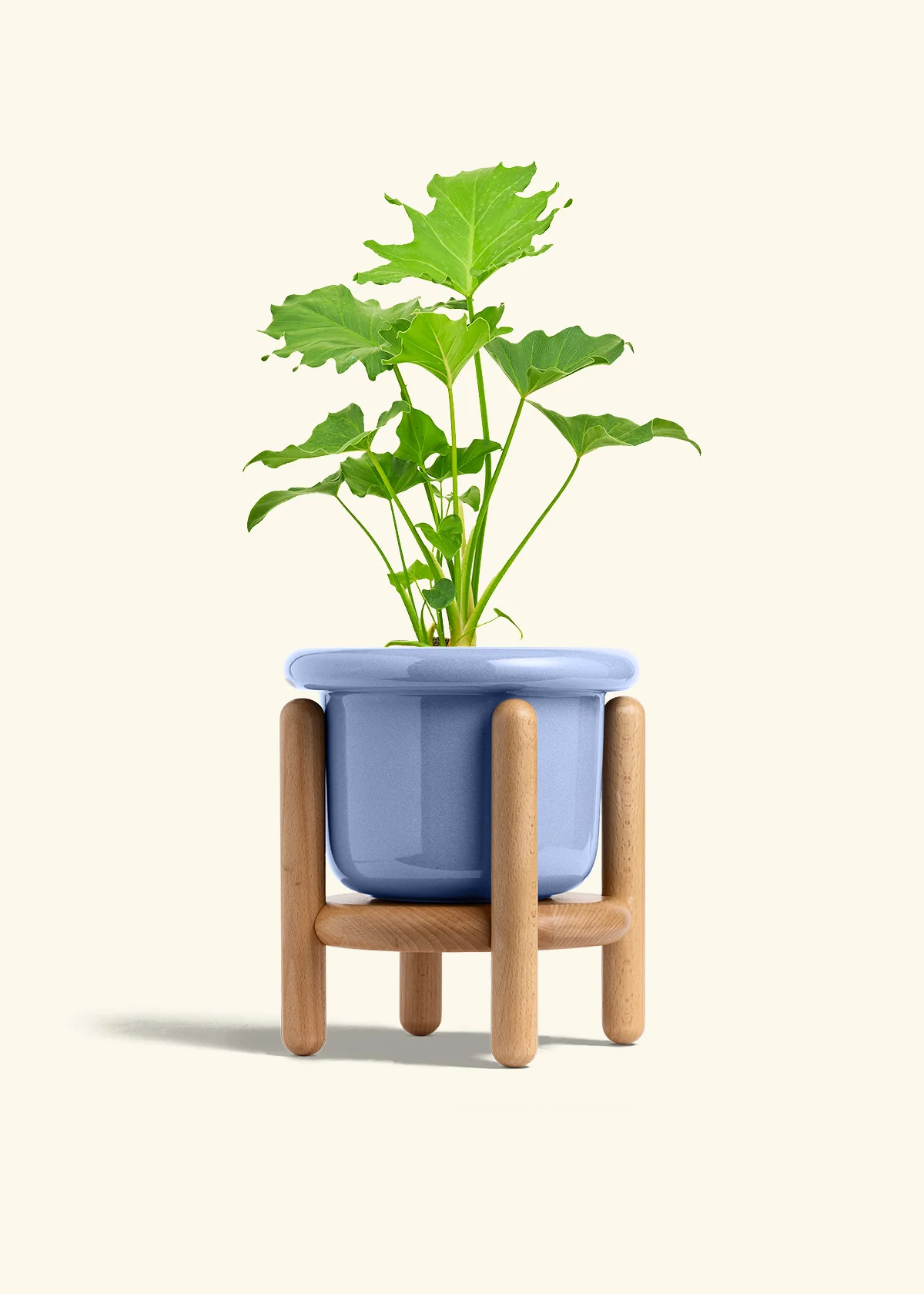 Philodendron 'Little Hope' - Image 11