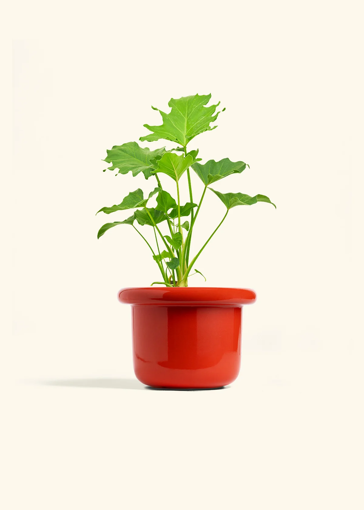Philodendron 'Little Hope' - Image 12