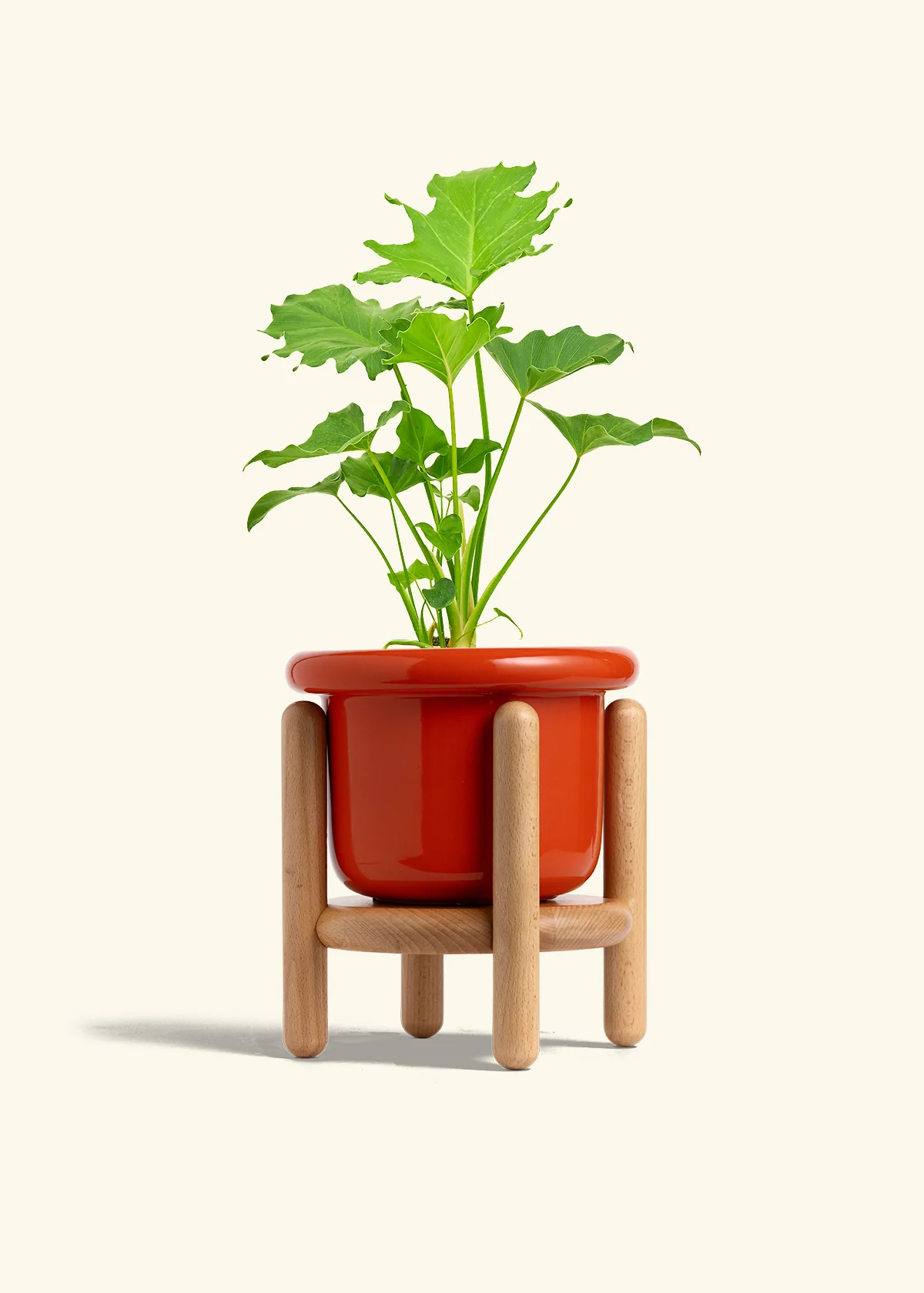 Philodendron 'Little Hope' - Image 15