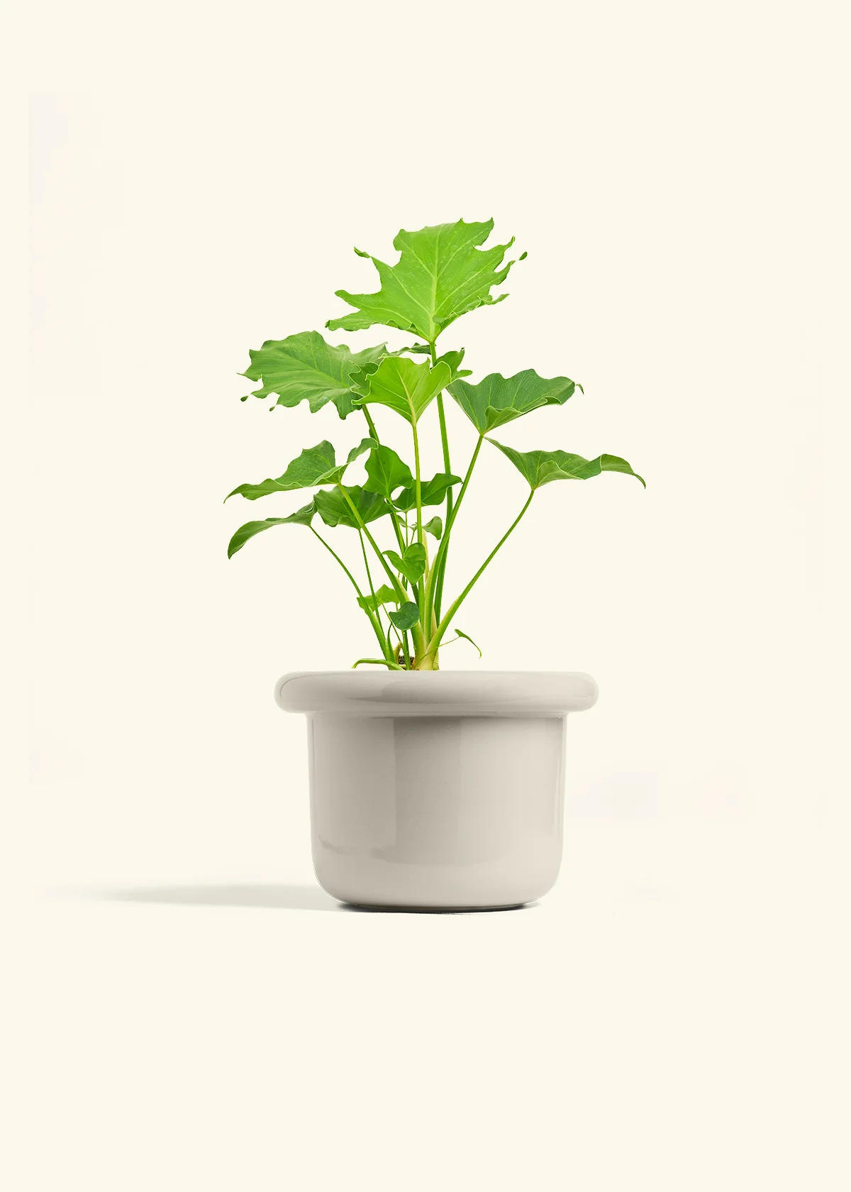 Philodendron 'Little Hope' - Image 16