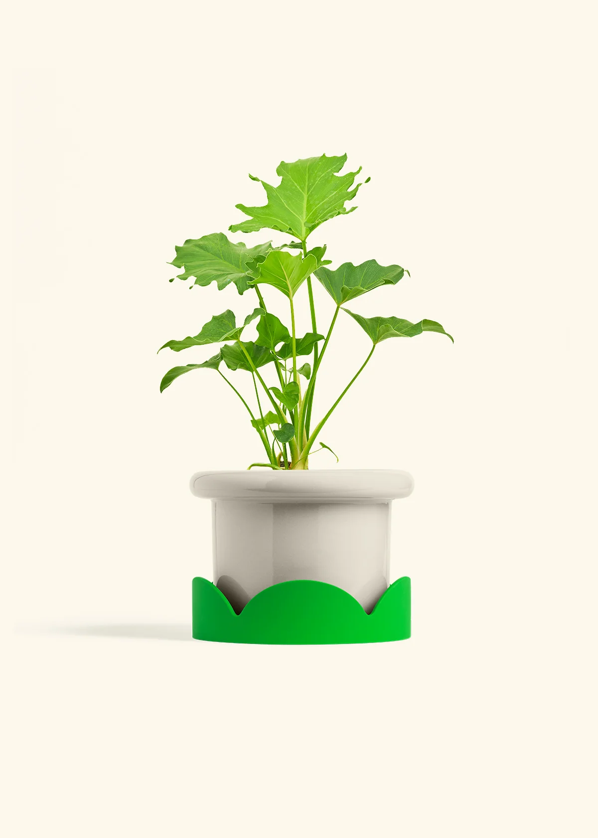Philodendron 'Little Hope' - Image 17