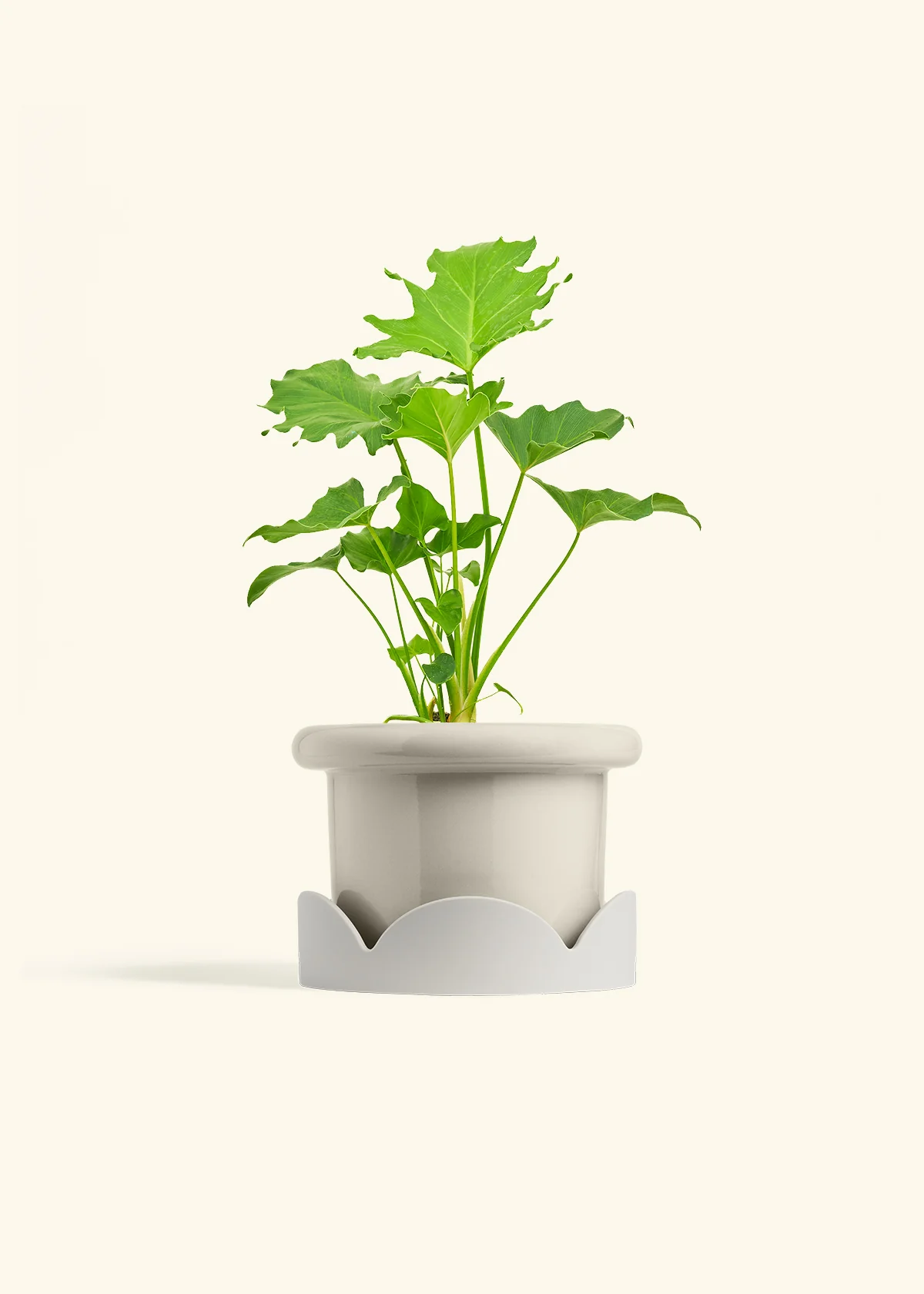 Philodendron 'Little Hope' - Image 18