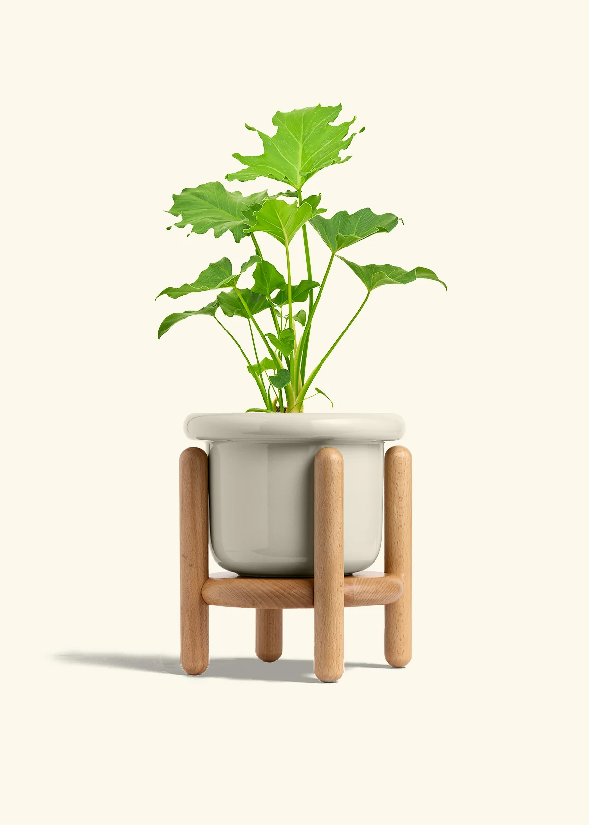 Philodendron 'Little Hope' - Image 19