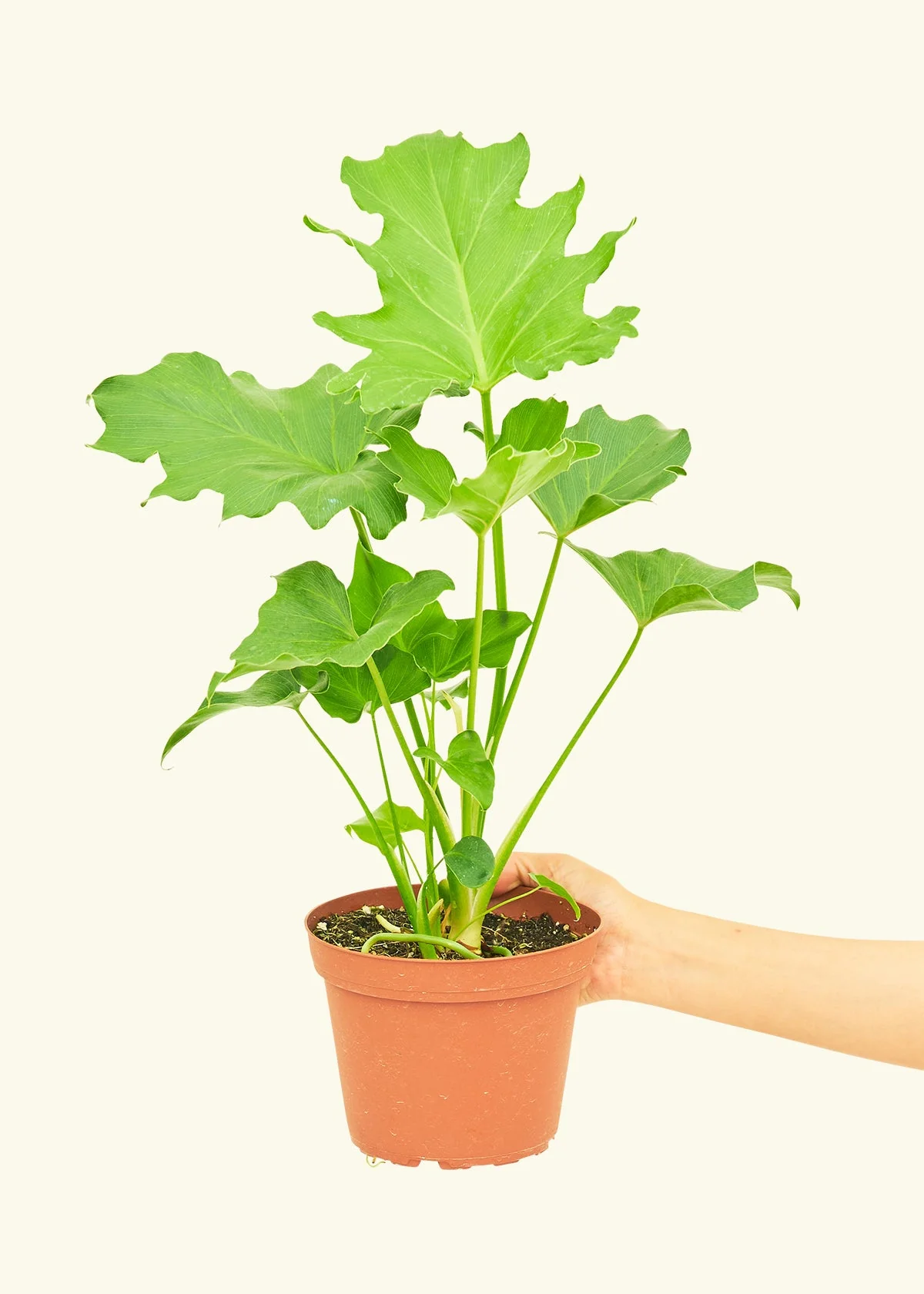 Philodendron 'Little Hope' - Image 2