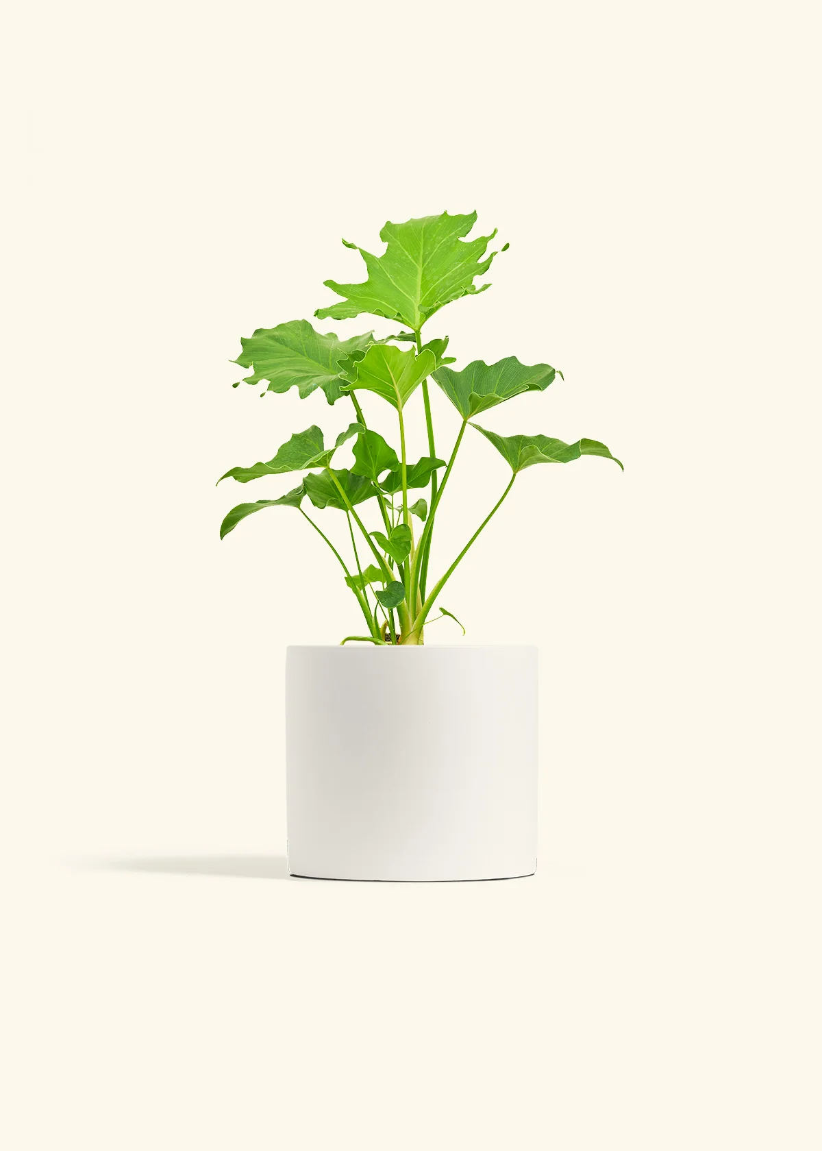 Philodendron 'Little Hope' - Image 20