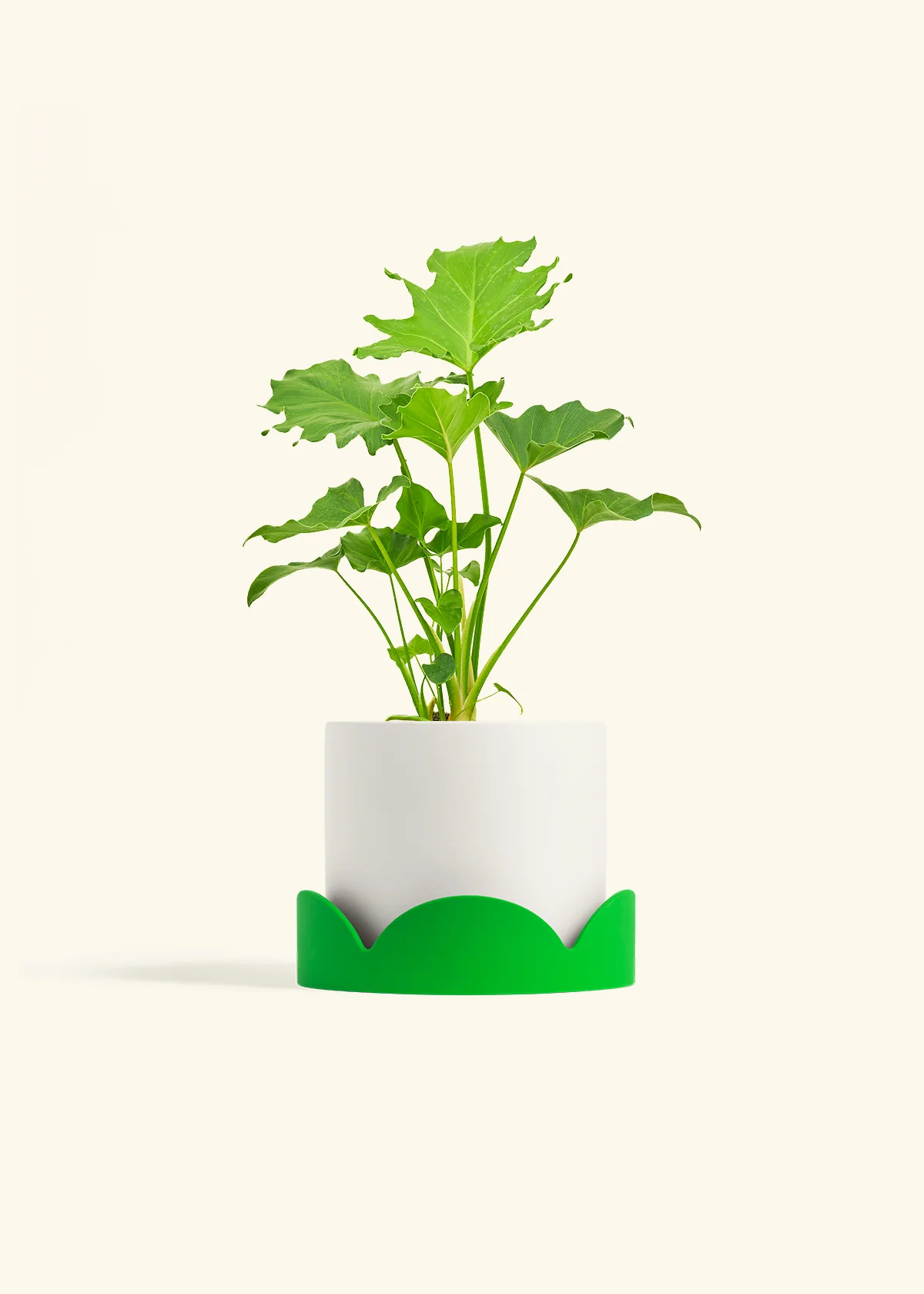 Philodendron 'Little Hope' - Image 21